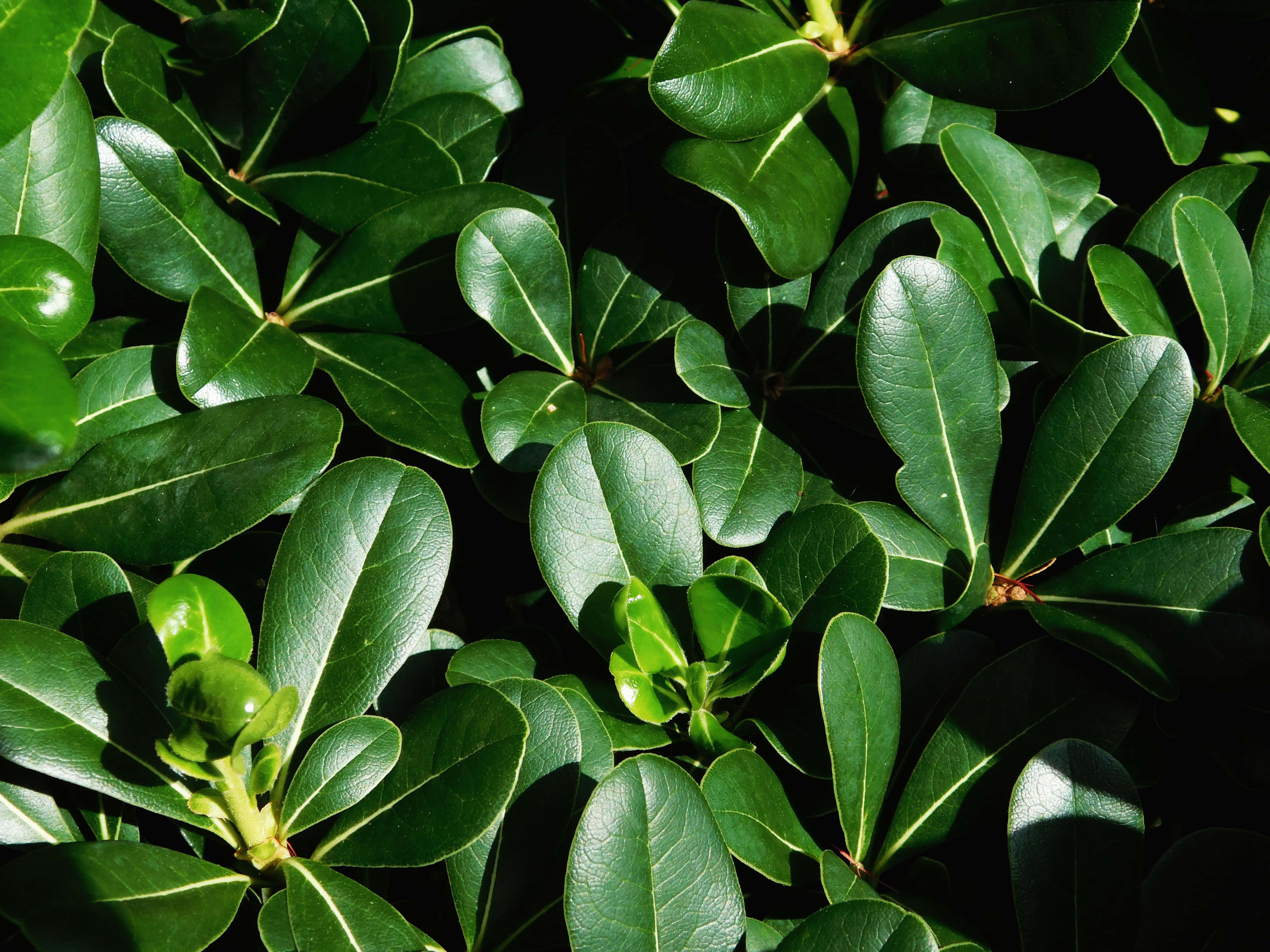 glossy green leaves, sharp veins, dark shadows, 4K Desktop Wallpaper