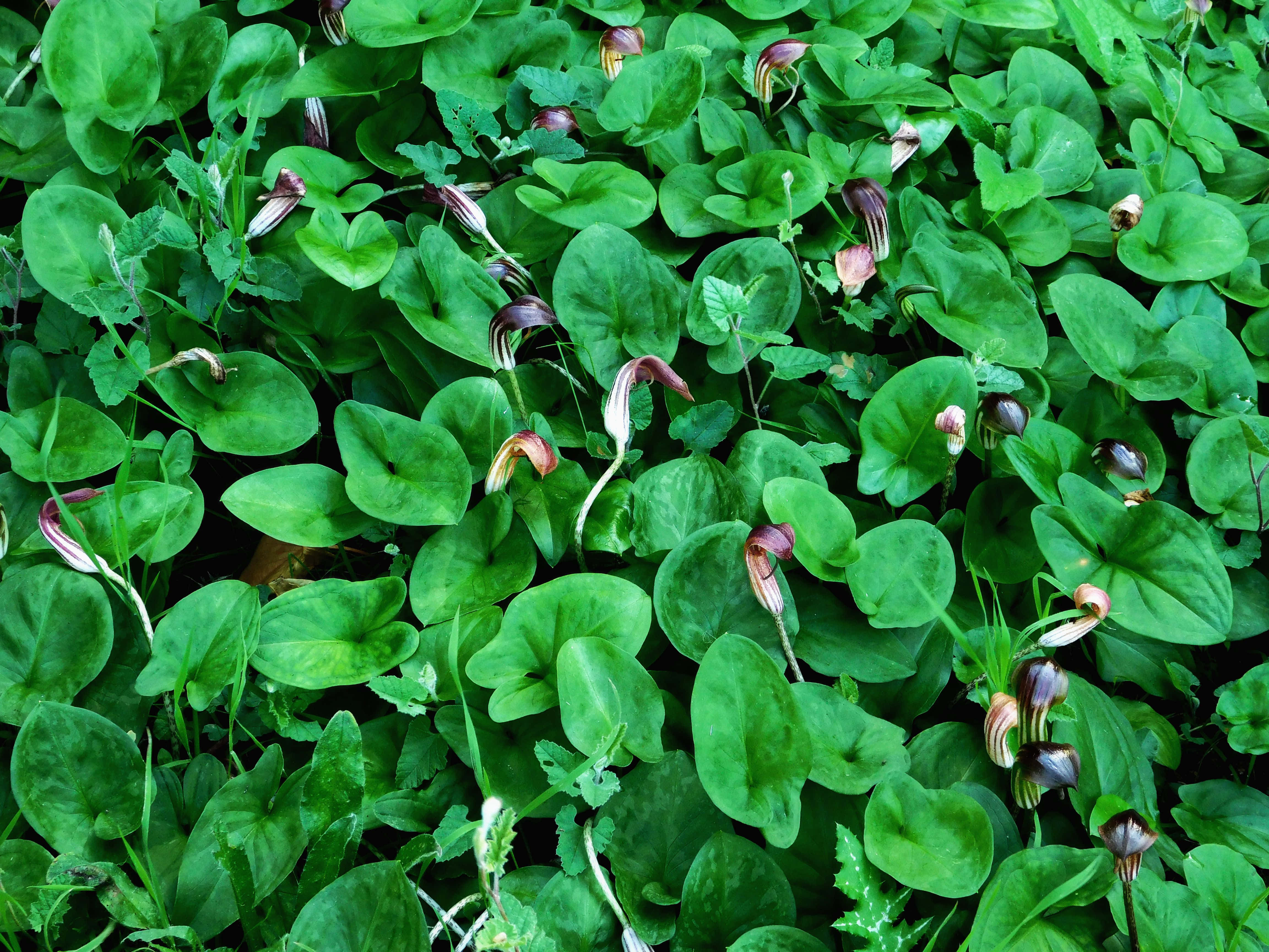 vibrant green heart-shaped leaves, delicate maroon and cream striped flowers, dense carpet, 4K Desktop Wallpaper