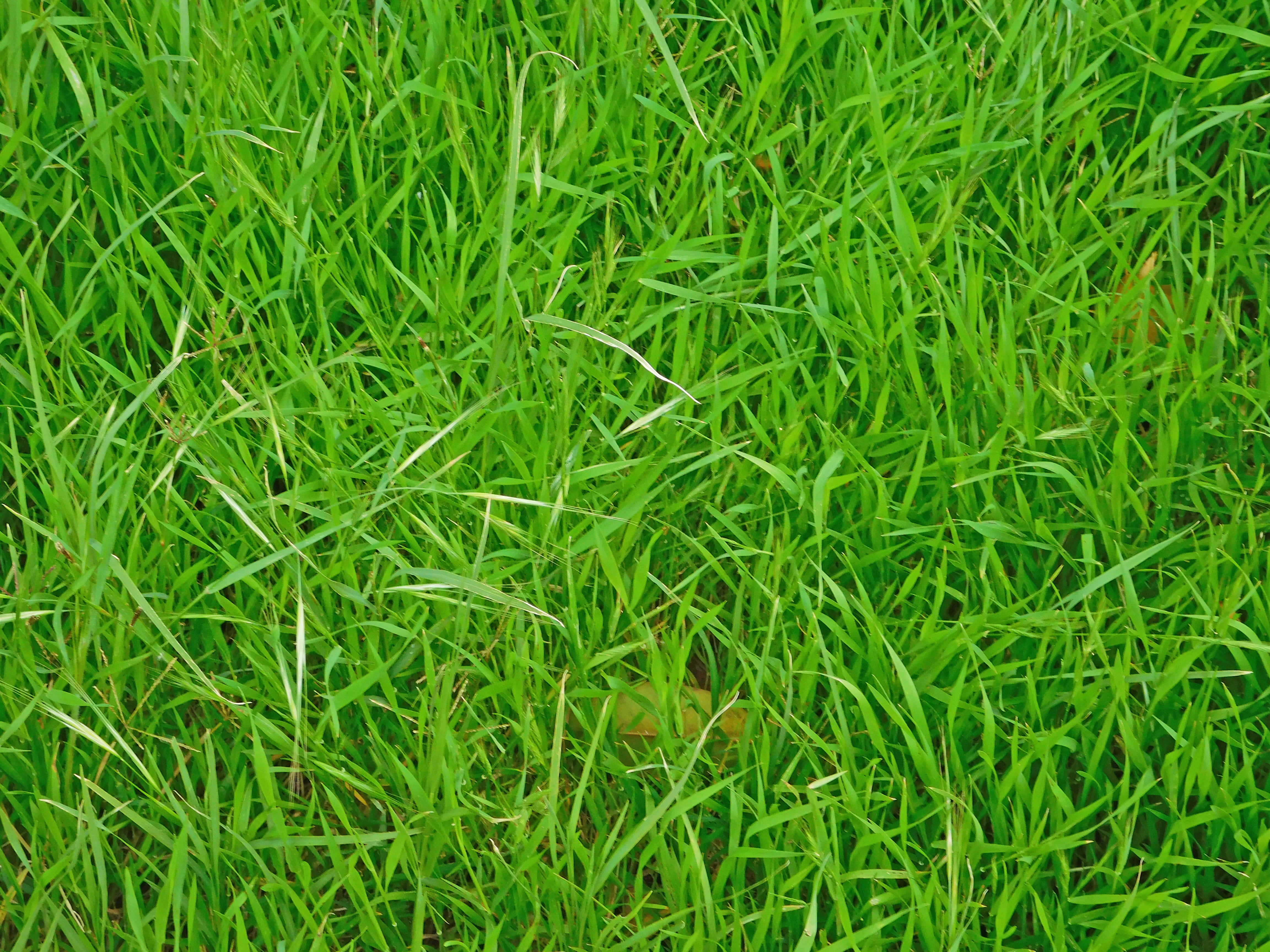 lawn, lush green grass blades, natural daylight, 4K Desktop Wallpaper