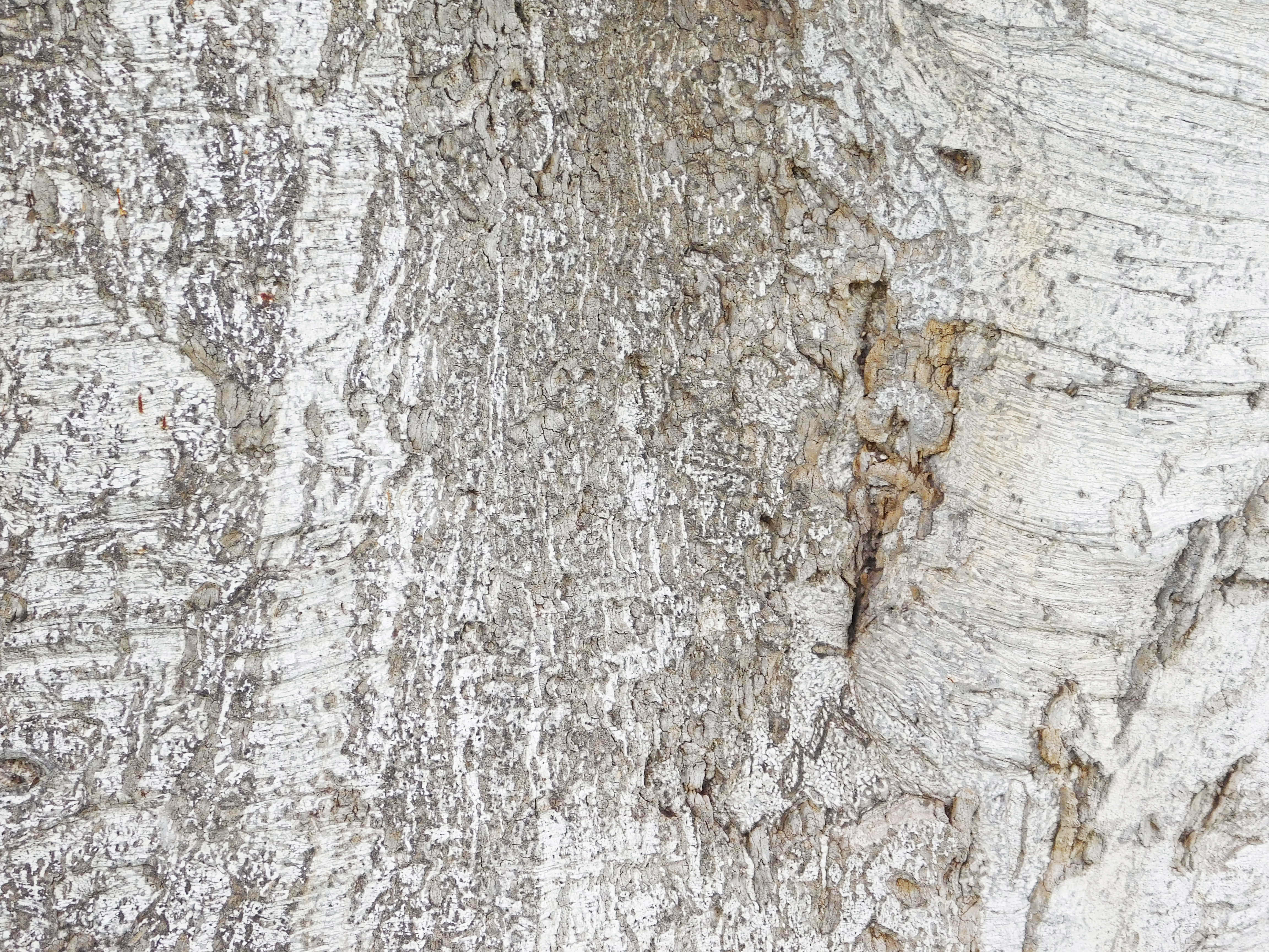 birch bark, peeling white and gray layers, textured wood, 4K Desktop Wallpaper