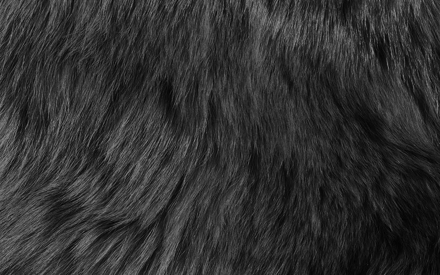 black textured hair, dense black fur, soft texture, HD Desktop Wallpaper