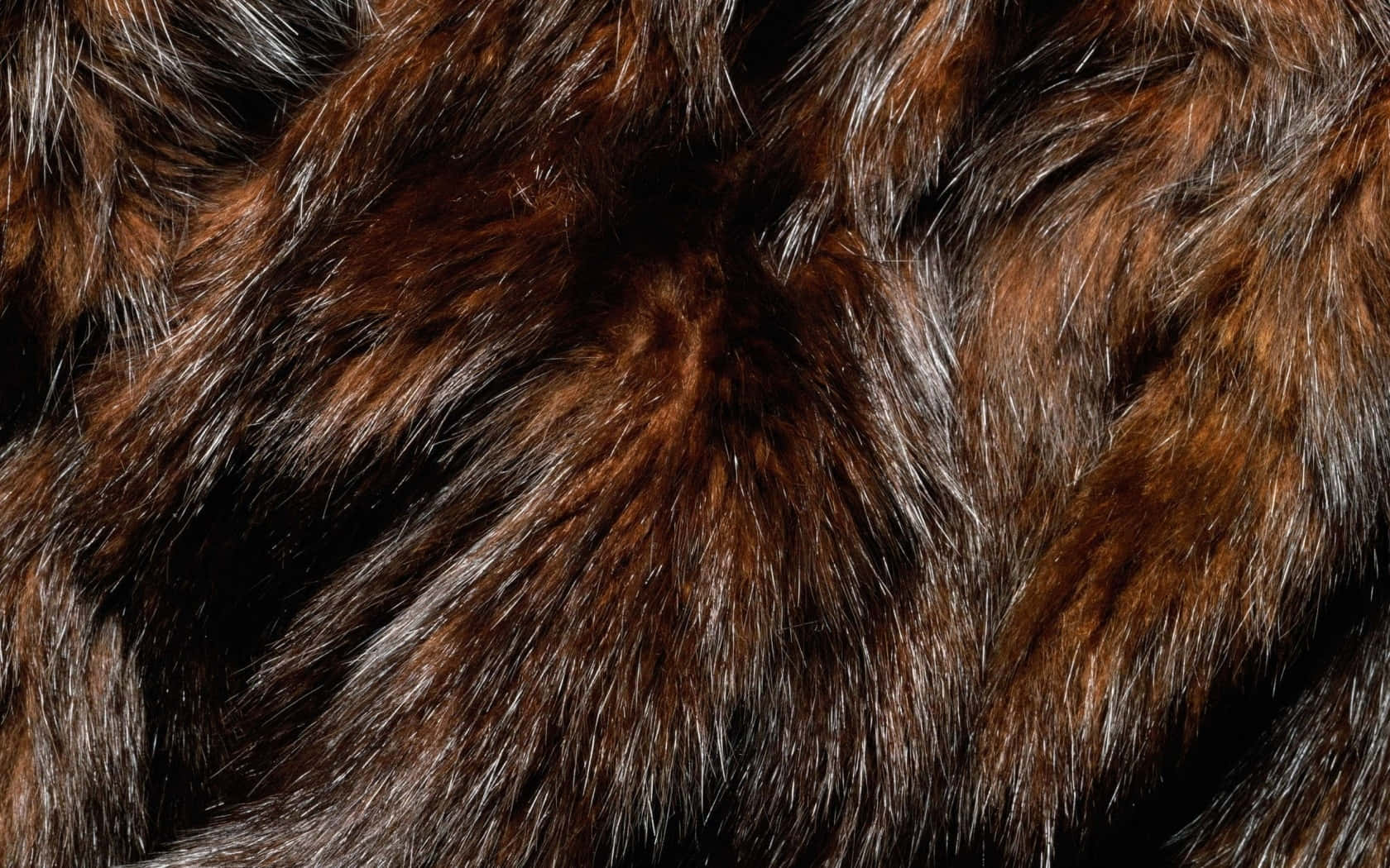 textured afro curls, rich brown fur, silver-tipped strands, HD Desktop Wallpaper