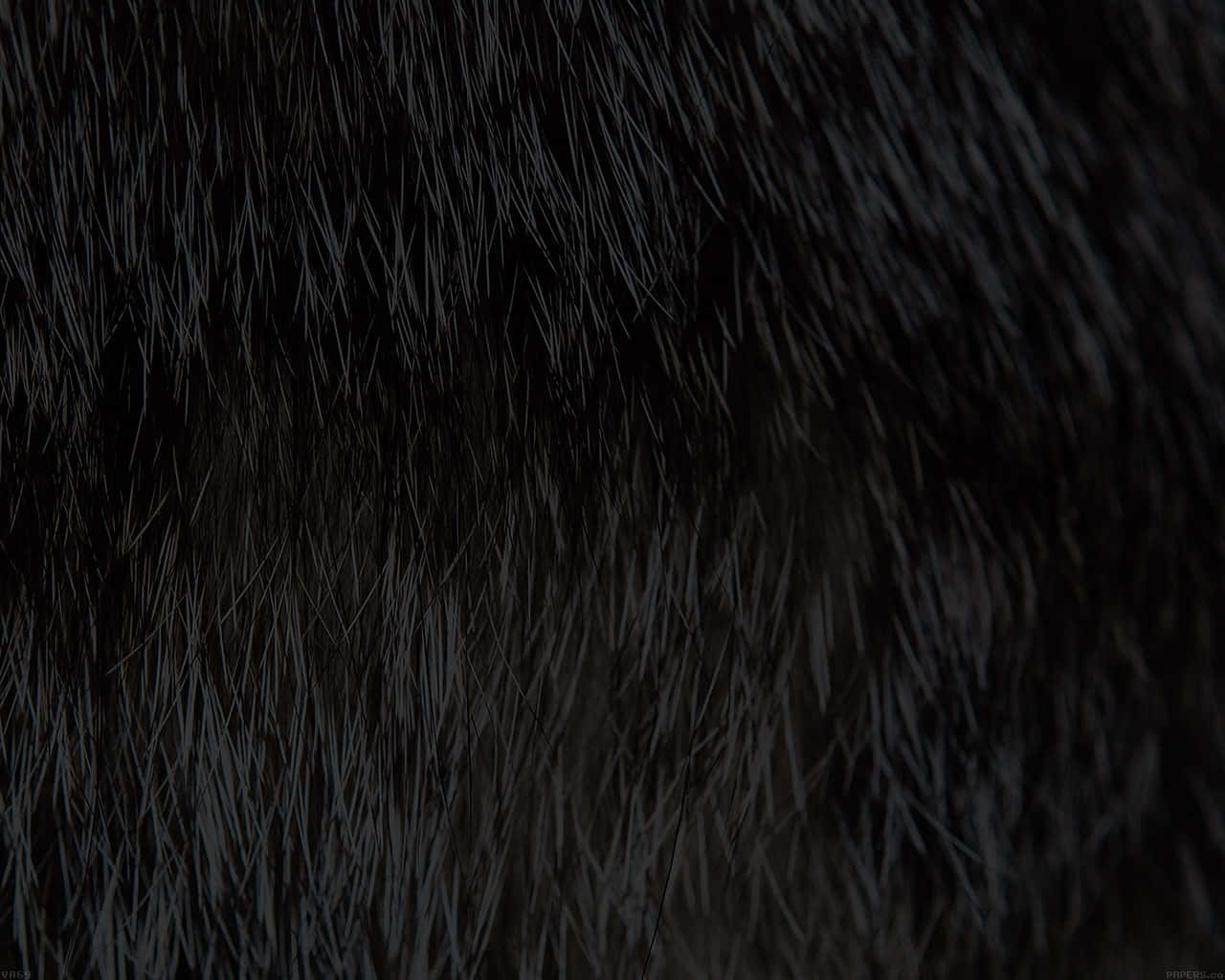 closeup, black textured hair, dark fur, HD Desktop Wallpaper