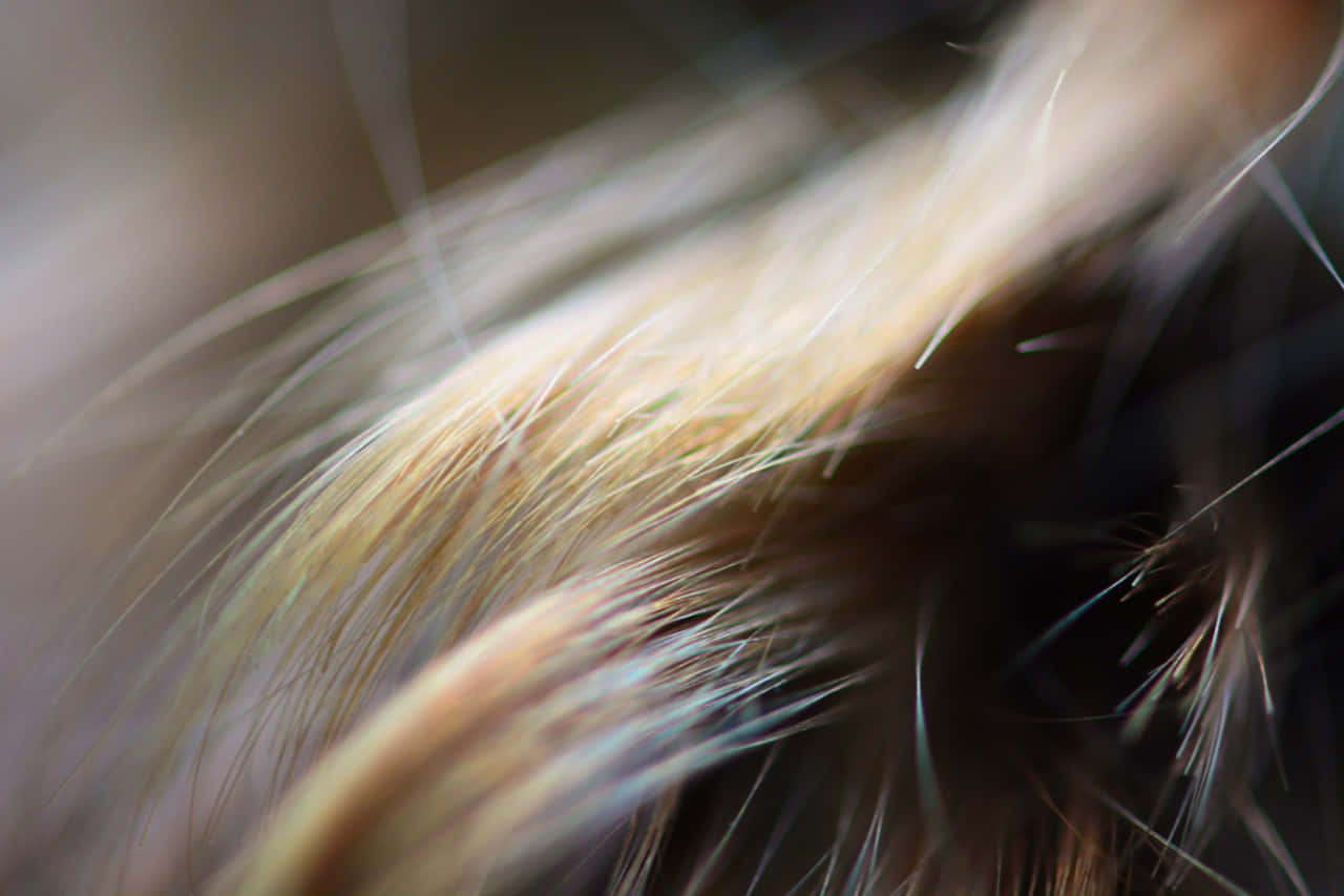 soft golden-brown hair strands, blurred background, natural light highlights, HD Desktop Wallpaper