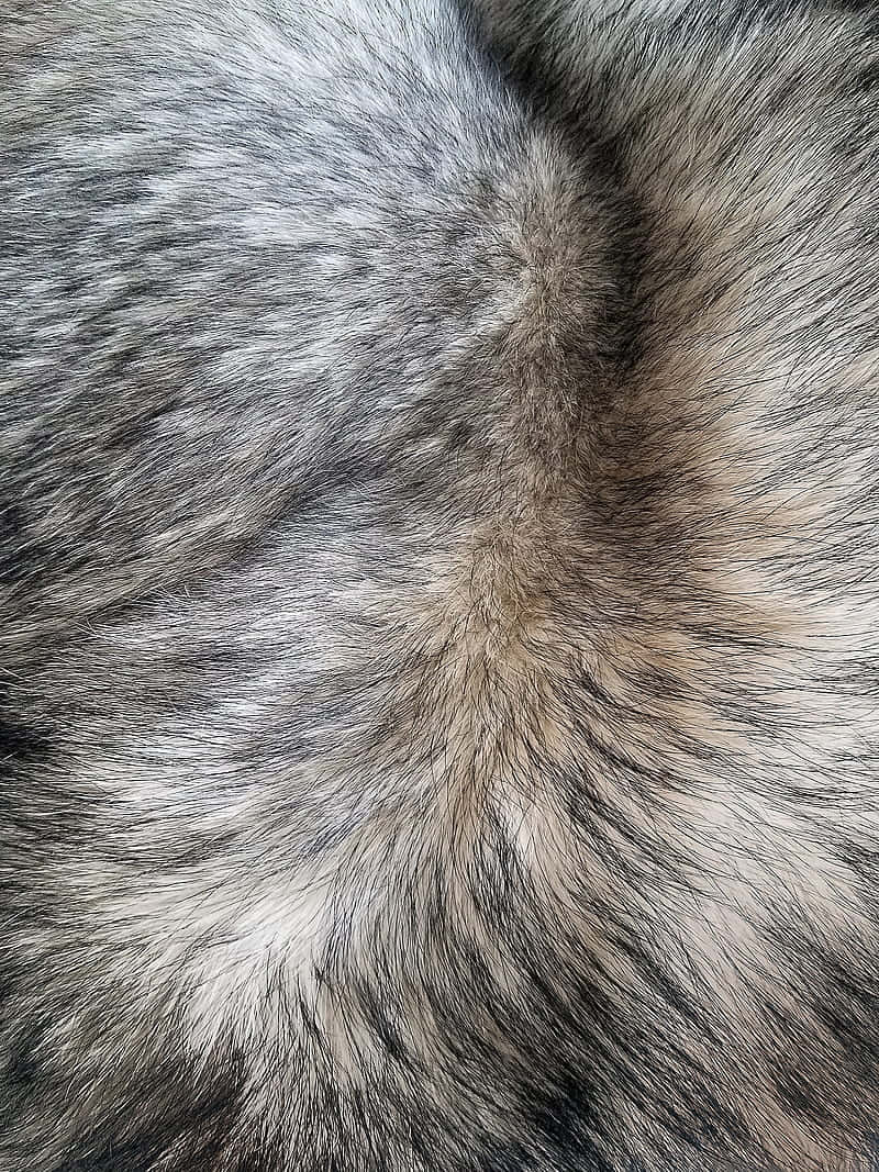 natural texture, textured hair, gray and black fur, SD Phone Wallpaper