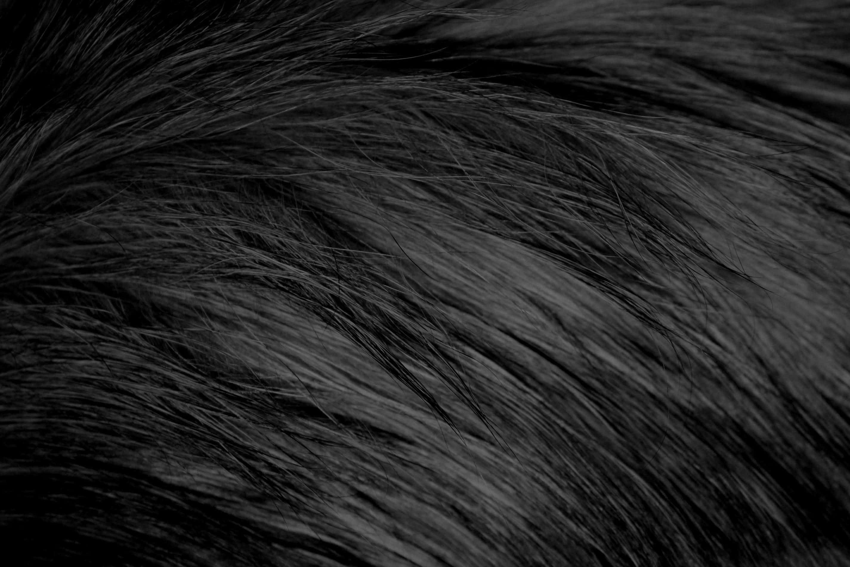 closeup, black textured hair, dense black fur, 2K Desktop Wallpaper