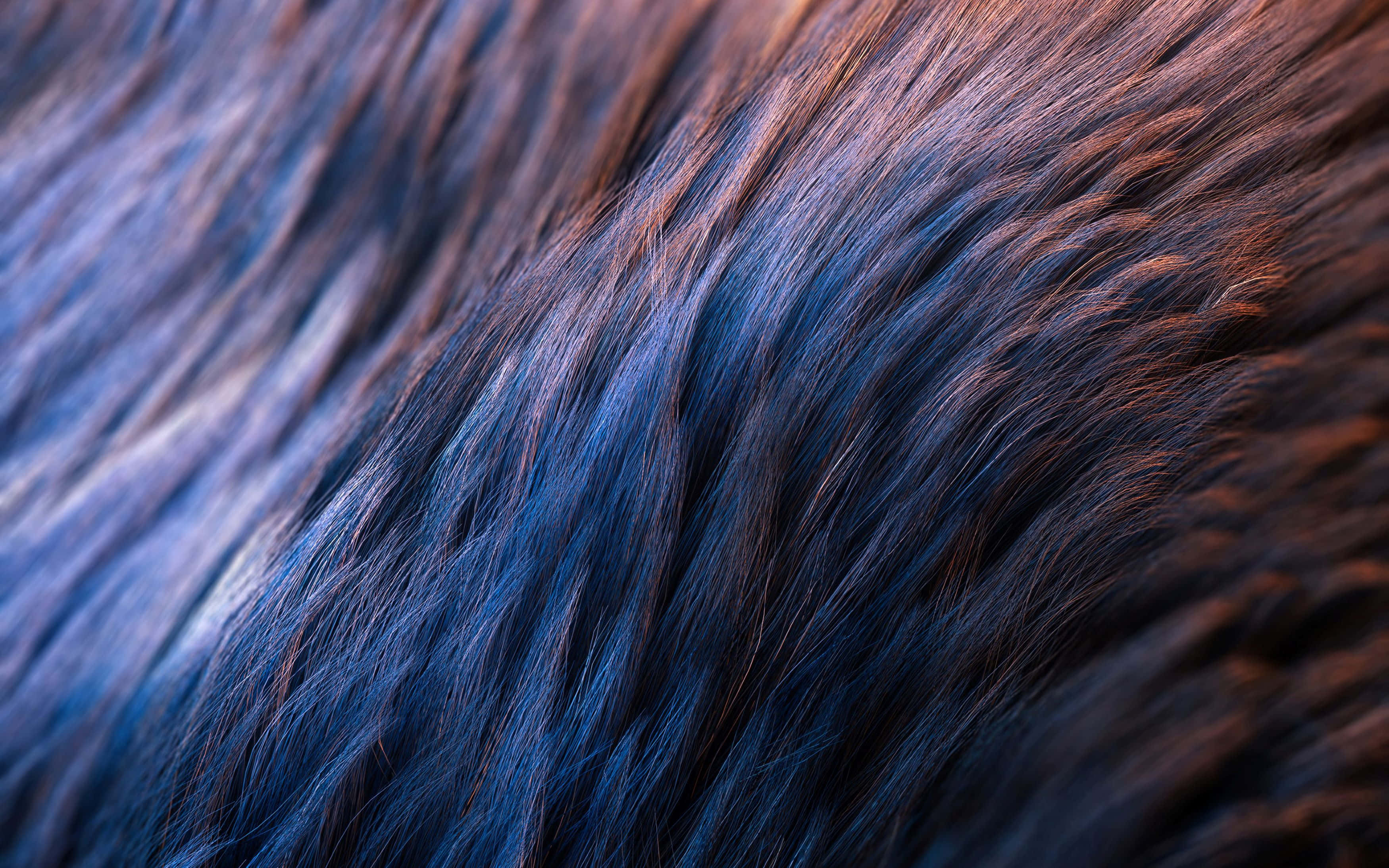 dark hair, cool blue highlights, warm copper tones, 2K Desktop Wallpaper