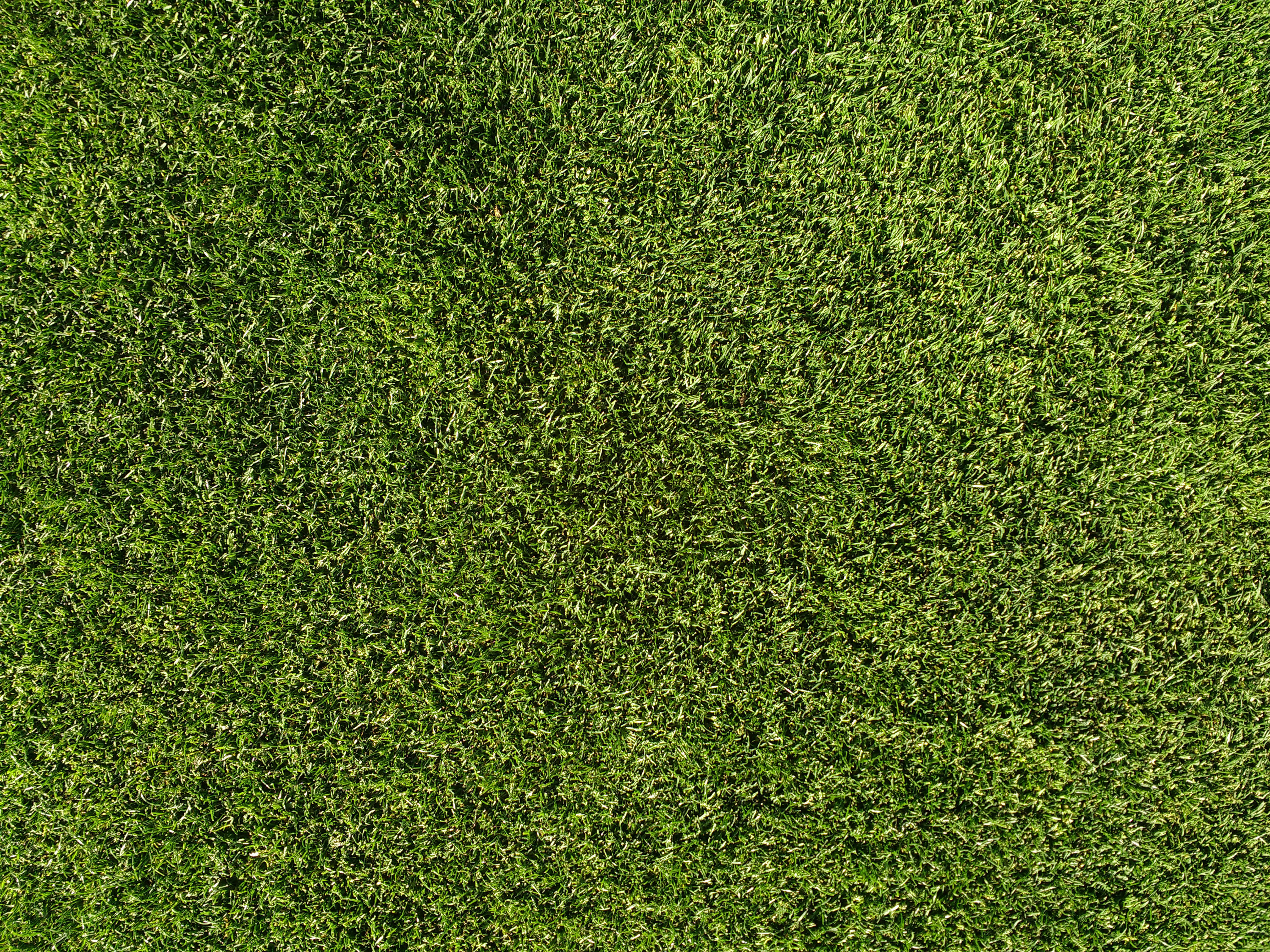 grass blades, lush green, bright sunlight, 4K Desktop Wallpaper