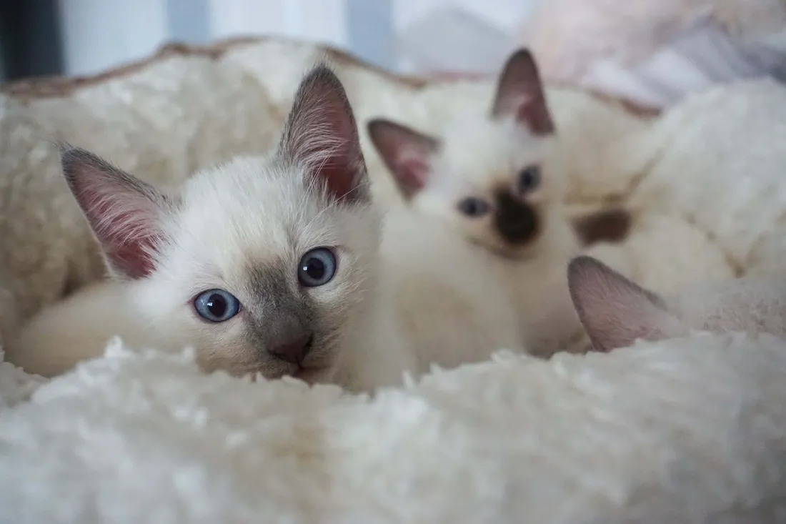 Thai Lilac Cat
