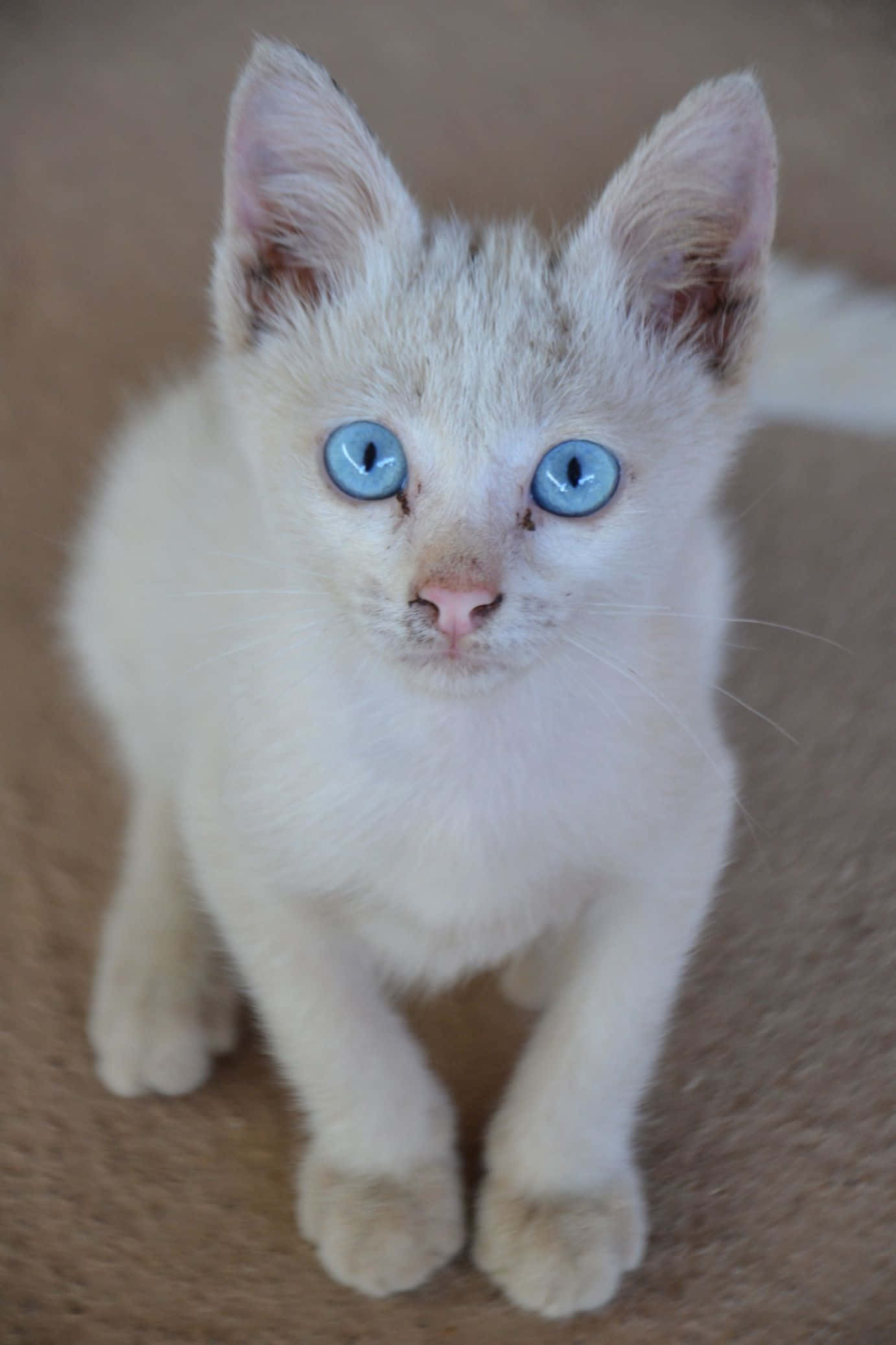 Thai Lilac Cat, fluffy white kitten, striking blue eyes, Full HD Phone Wallpaper