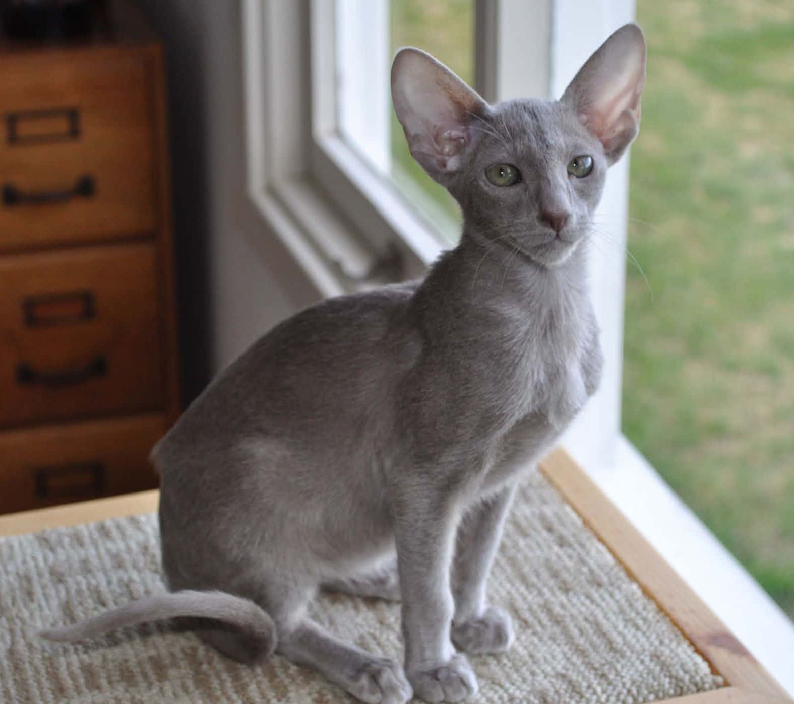Thai Lilac Cat, gray cat, large ears, HD Desktop Wallpaper