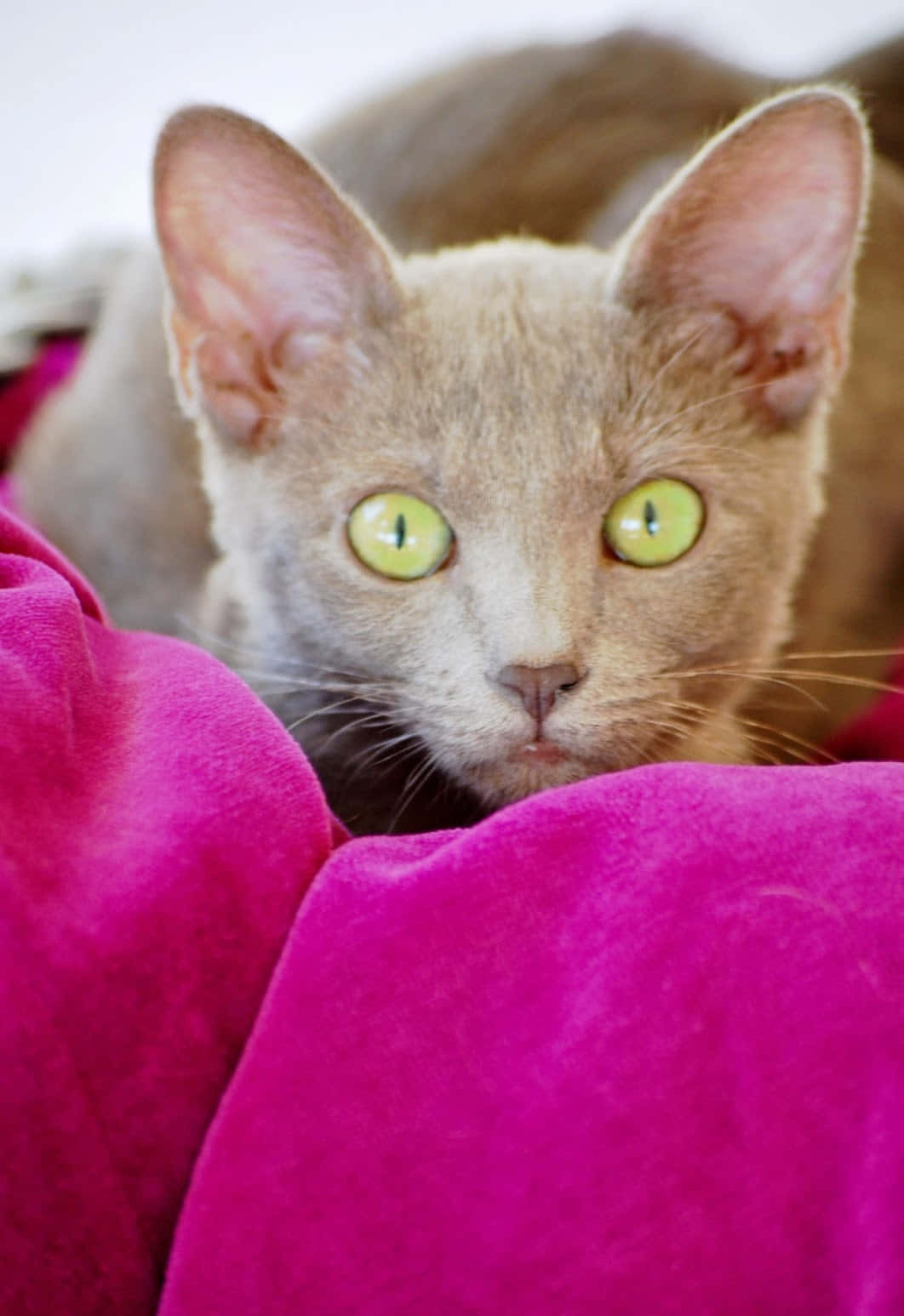Thai Lilac Cat, light brown cat, vivid green eyes, HD Phone Wallpaper