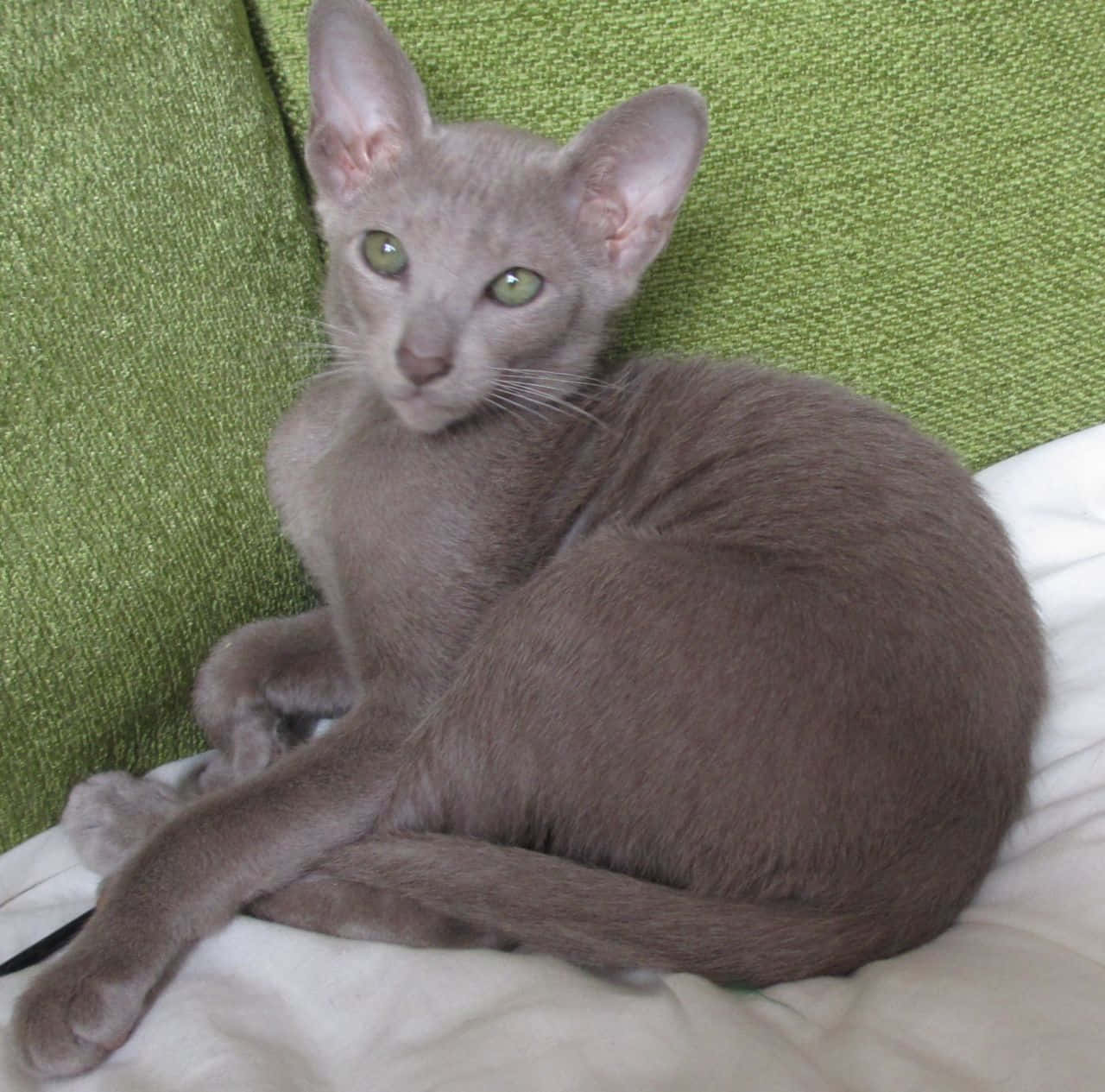 Thai Lilac Cat, gray cat, green eyes, HD Desktop Wallpaper