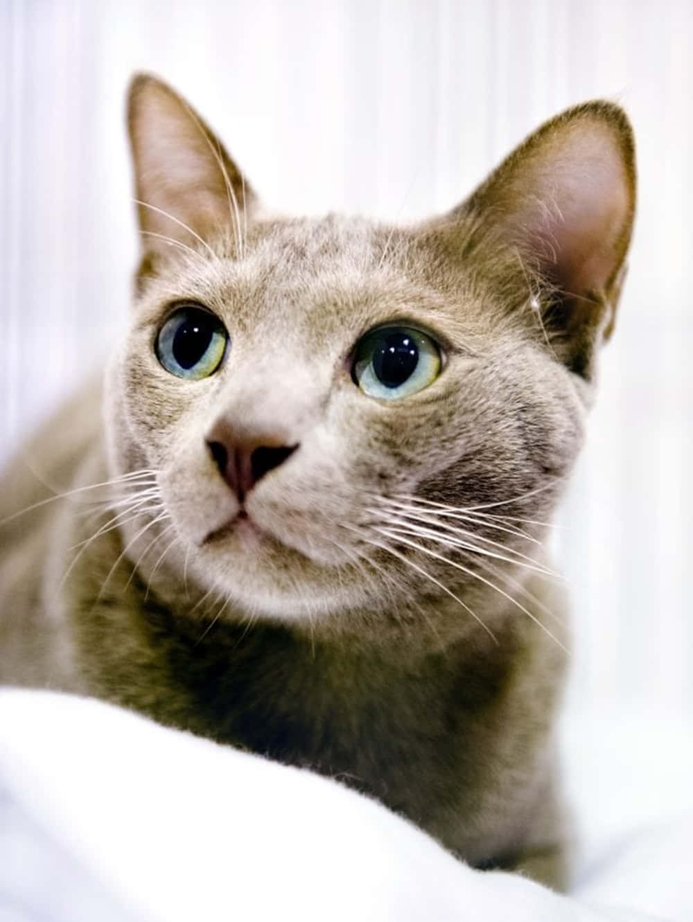 Thai Lilac Cat, gray cat, blue eyes, HD Phone Wallpaper
