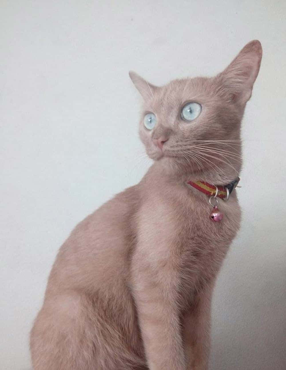 Thai Lilac Cat, light gray cat, striking blue eyes, HD Phone Wallpaper