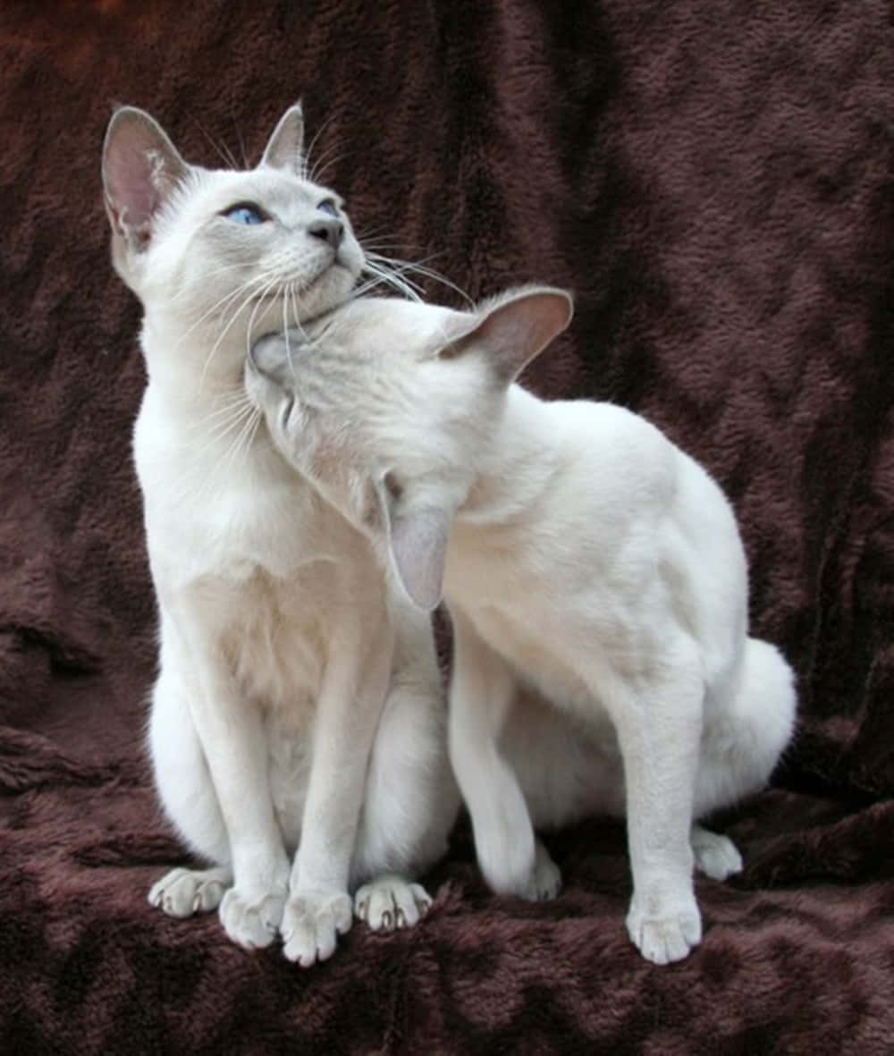 Thai Lilac Cat, white cats, blue eyes, SD Phone Wallpaper