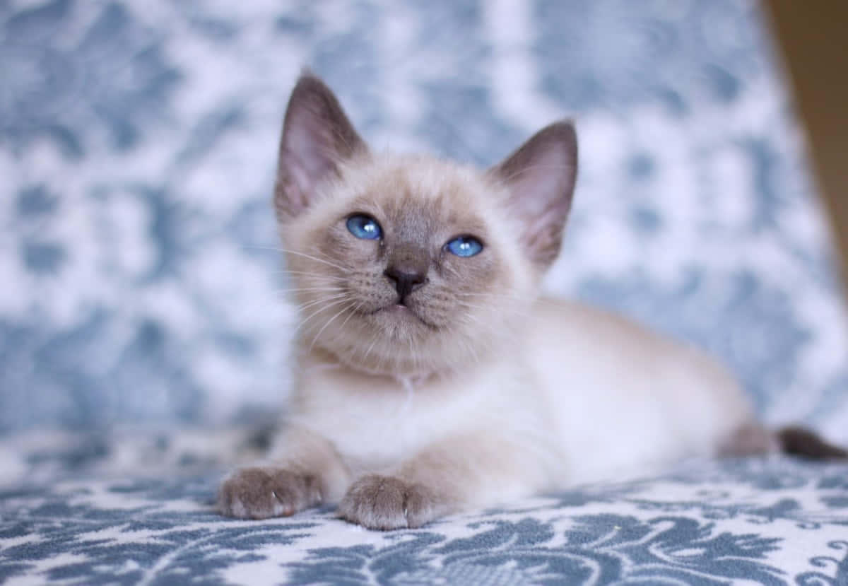 Thai Lilac Cat, siamese kitten, blue and white patterned fabric, SD Desktop Wallpaper