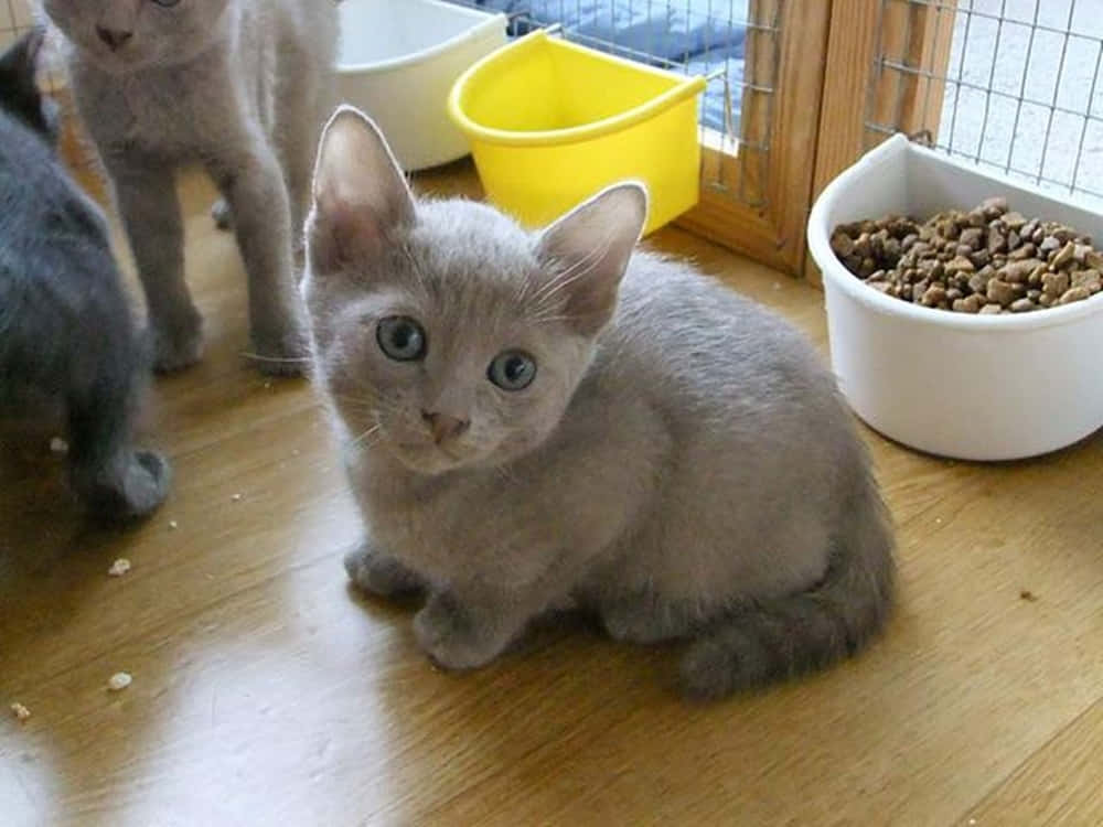 Thai Lilac Cat, gray kitten, bright blue eyes, SD Desktop Wallpaper