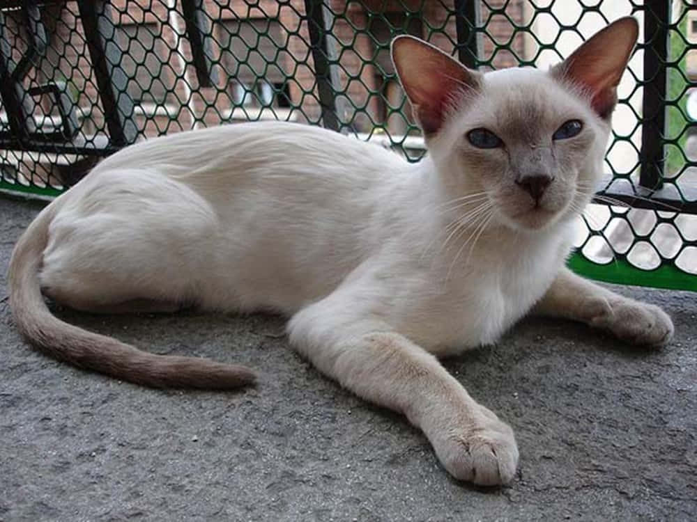 Thai Lilac Cat, cream-colored, blue eyes, SD Desktop Wallpaper