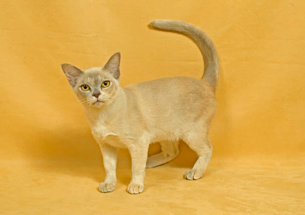 Thai Lilac Cat, cream-colored, yellow eyes, SD Desktop Wallpaper