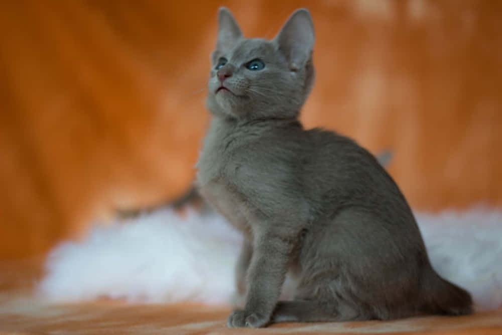 Thai Lilac Cat, gray kitten, blue eyes, SD Desktop Wallpaper