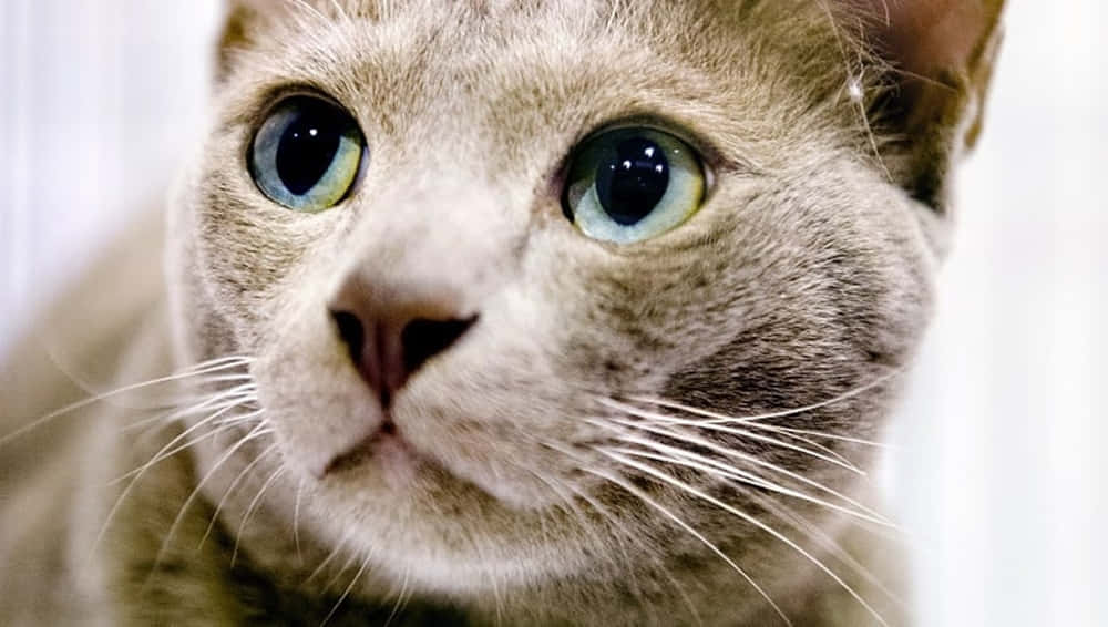 Thai Lilac Cat, gray cat, blue-green eyes, SD Desktop Wallpaper