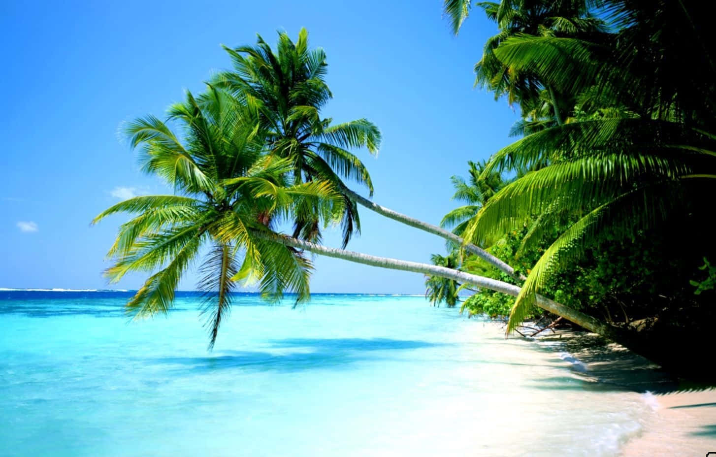 Thailand Beach, turquoise waters, leaning palm trees, HD Desktop Wallpaper