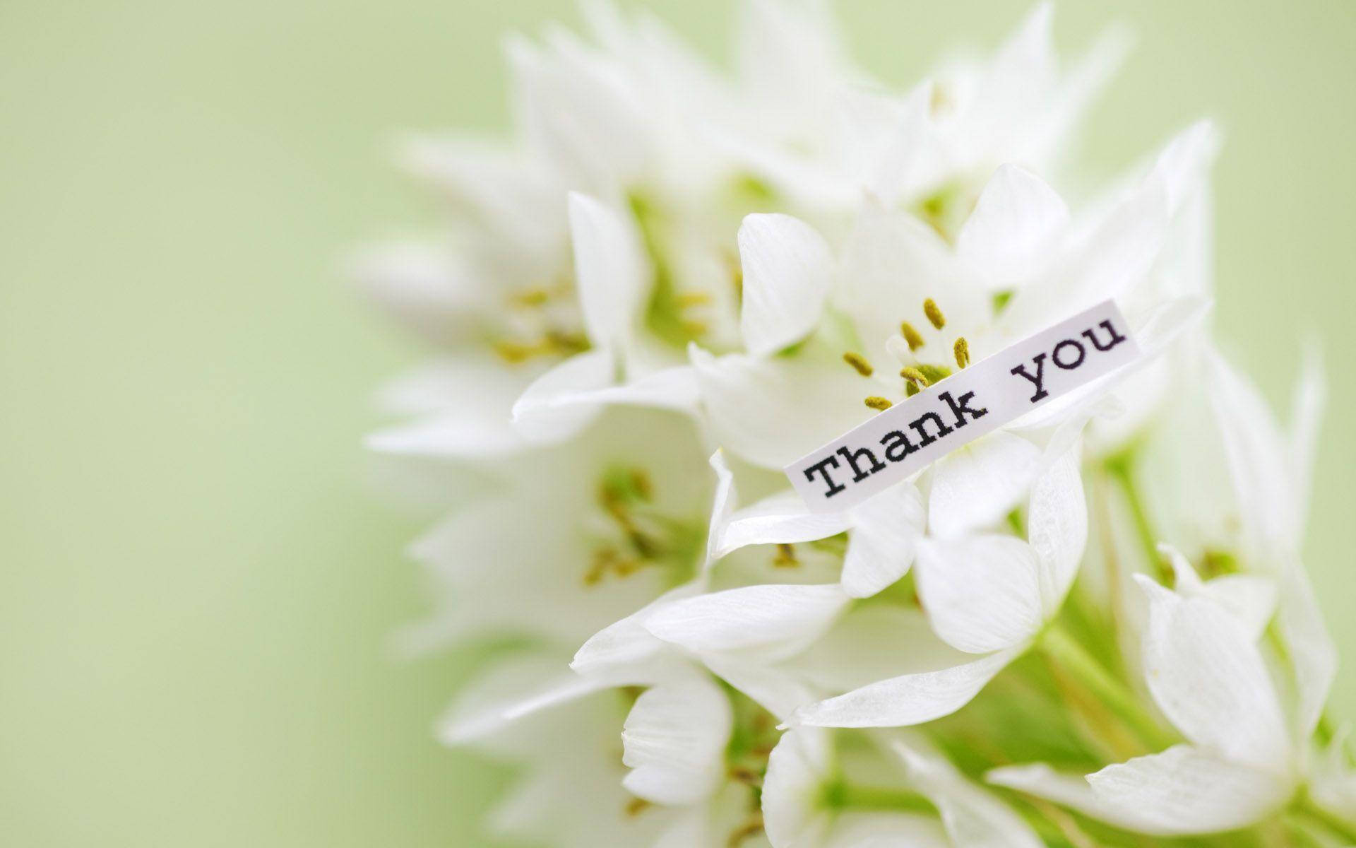 white flowers, thank you, soft green hues, Full HD Desktop Wallpaper