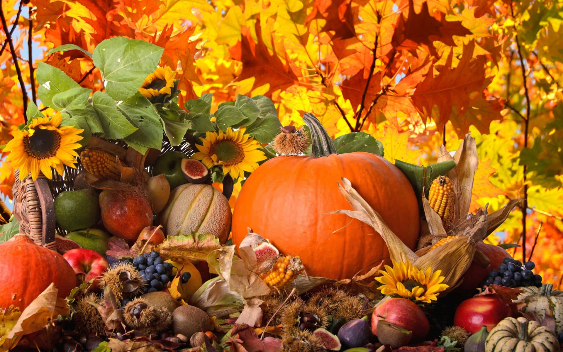 Thanksgiving, autumn harvest, pumpkins, Full HD Desktop Wallpaper