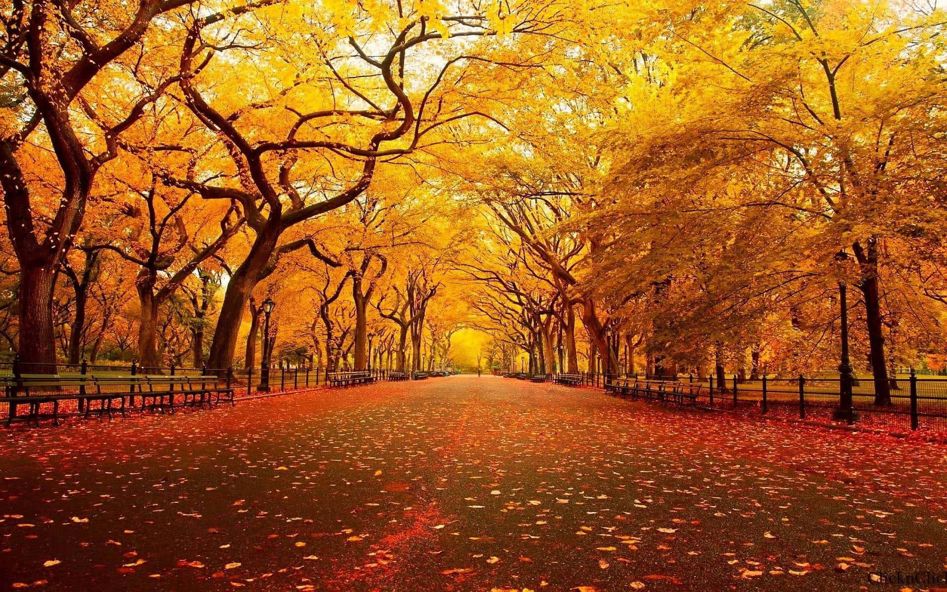 Thanksgiving, autumnal avenue, golden trees, Full HD Desktop Wallpaper
