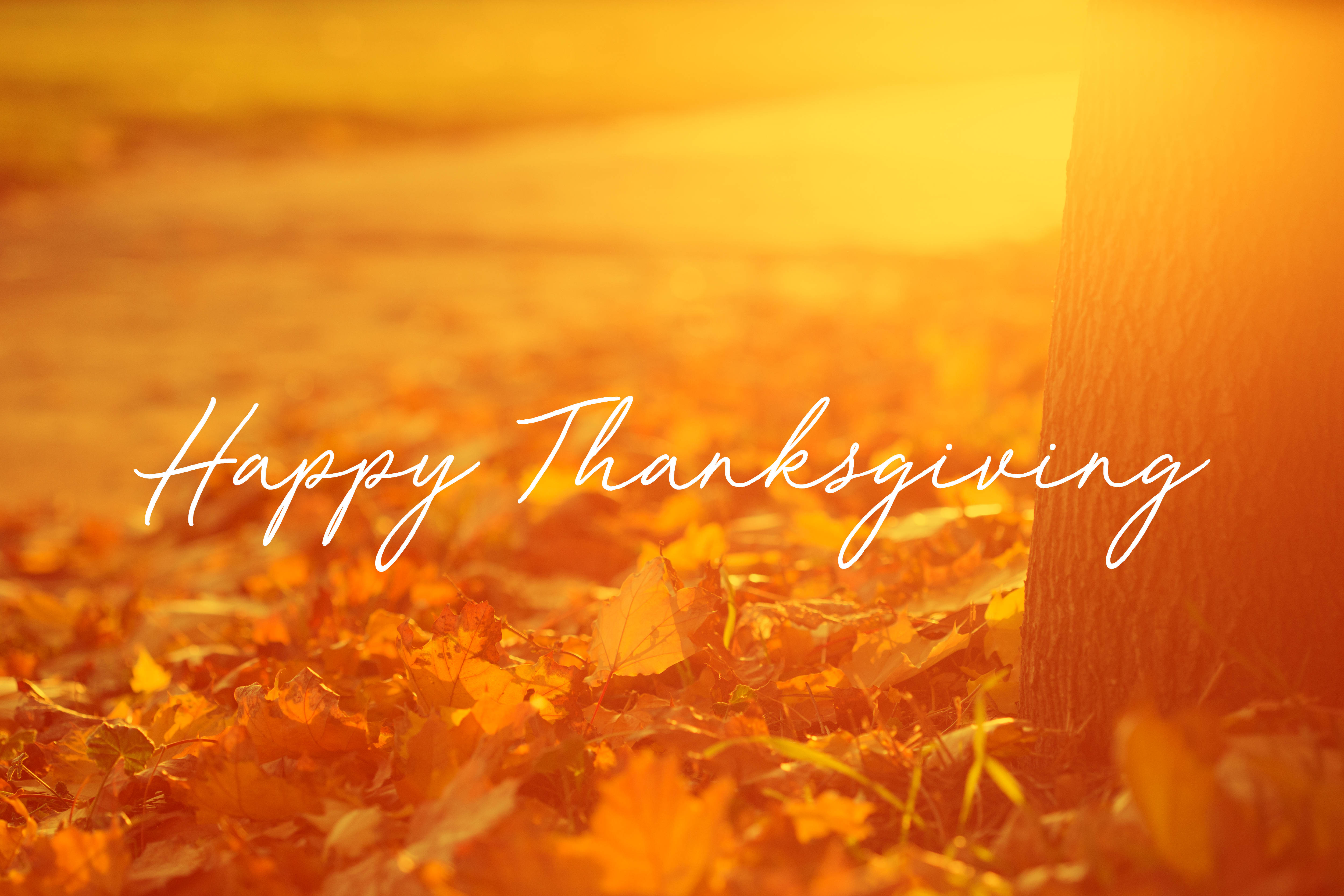 Golden Aesthetic Fall Desktop, autumn leaves, tree trunk, 4K Desktop Wallpaper