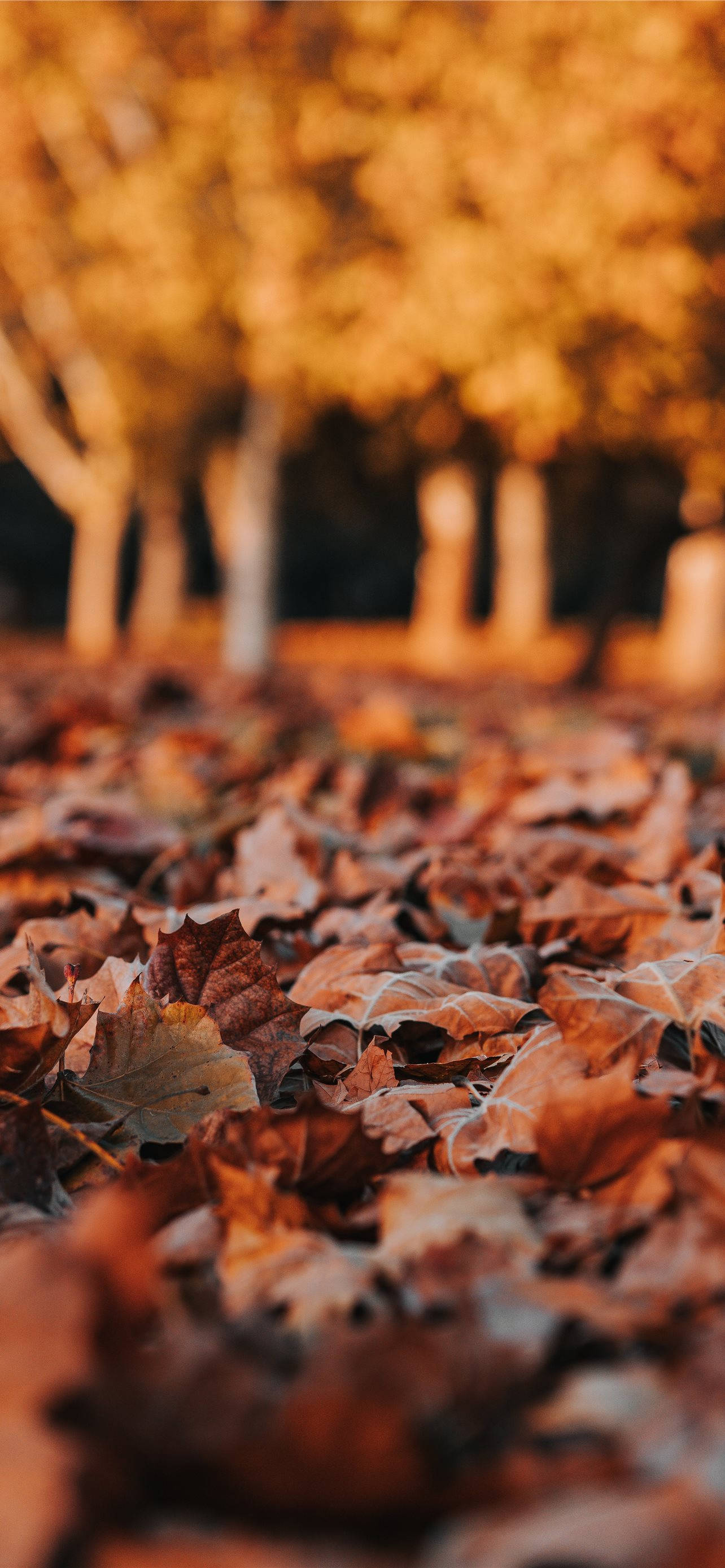 autumn leaves, warm amber tones, shallow depth of field, 2K Phone Wallpaper