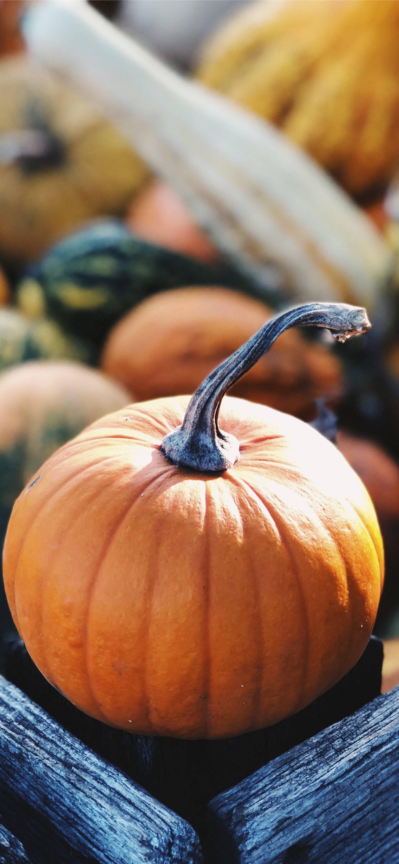 market pumpkin, autumn gourds, vibrant orange, 2K Phone Wallpaper