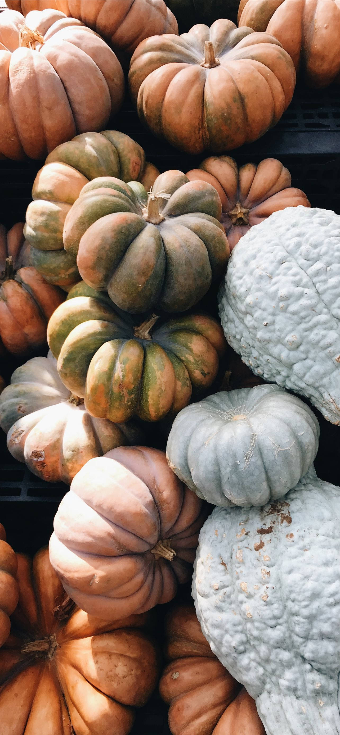 pumpkins, warm orange, cool blue, 2K Phone Wallpaper