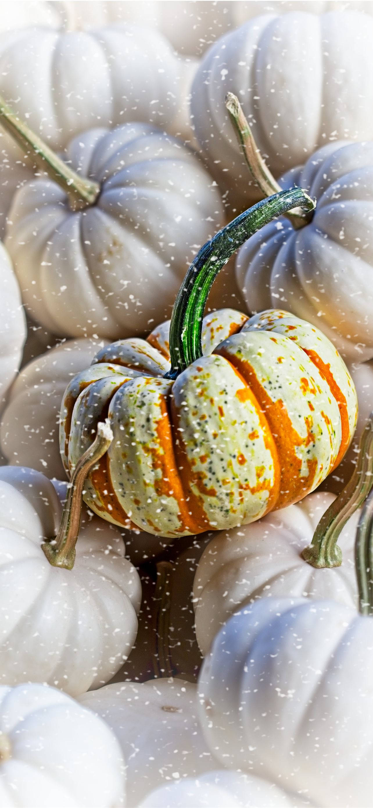 pumpkins, orange, green speckled, 2K Phone Wallpaper