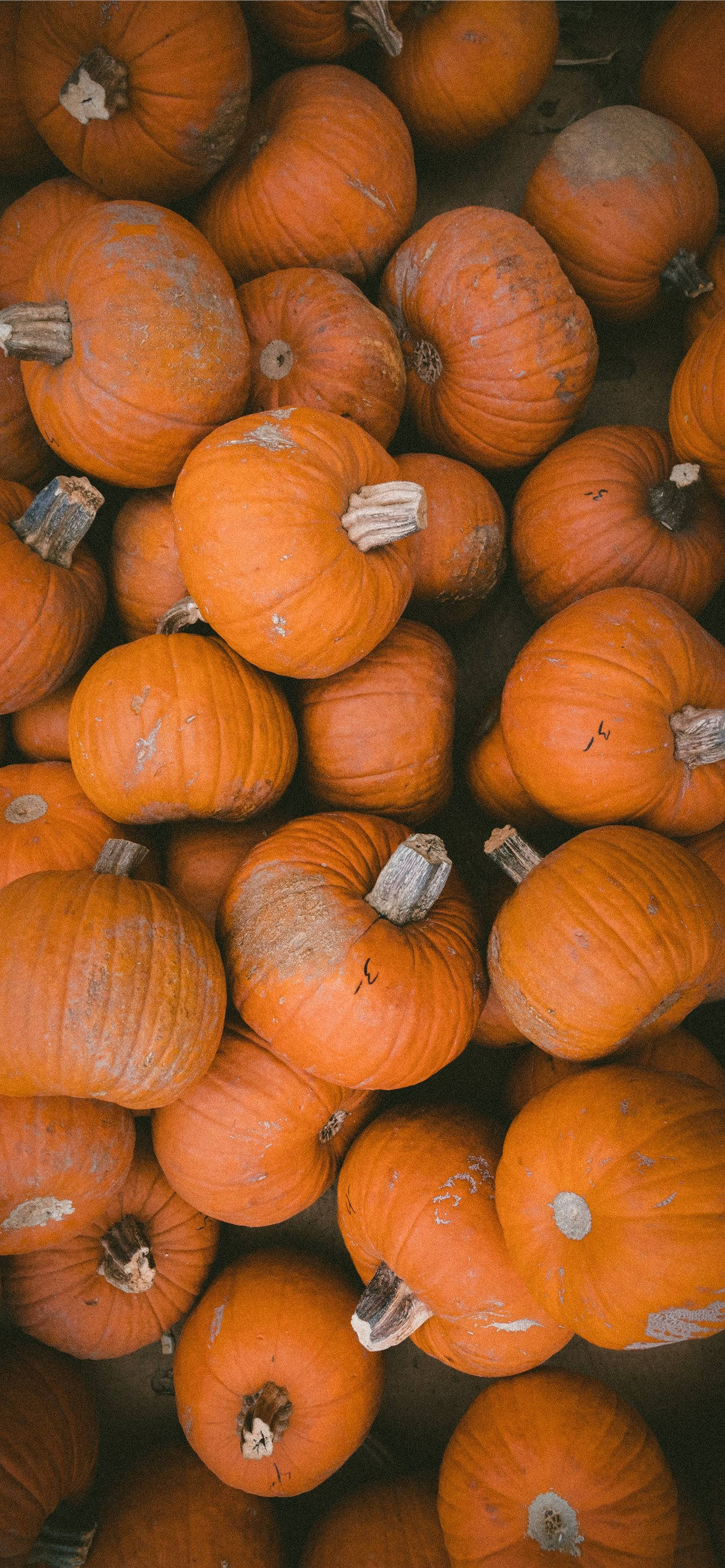 orange pumpkins, Thanksgiving, iPhone, 2K Phone Wallpaper