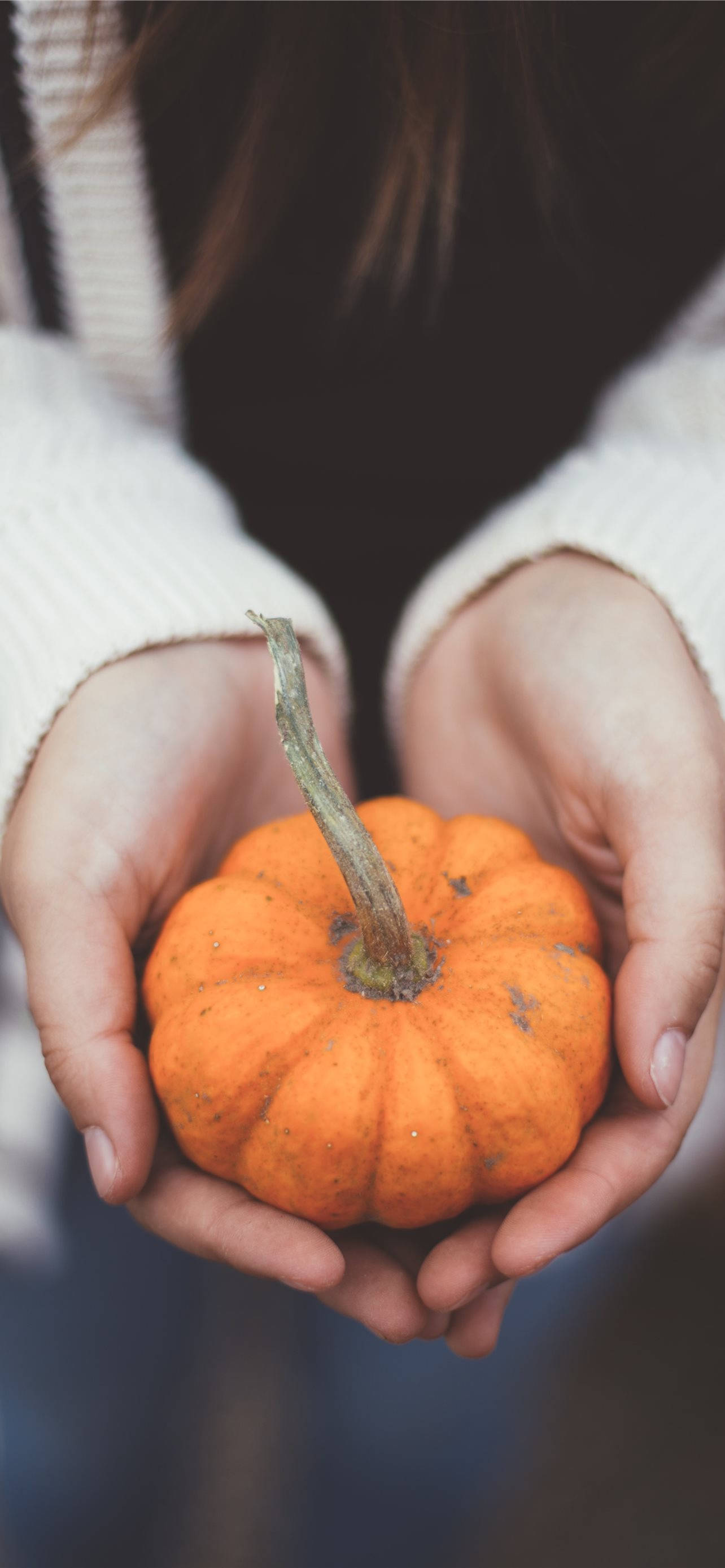 little pumpkin, orange pumpkin, weathered stem, 2K Phone Wallpaper
