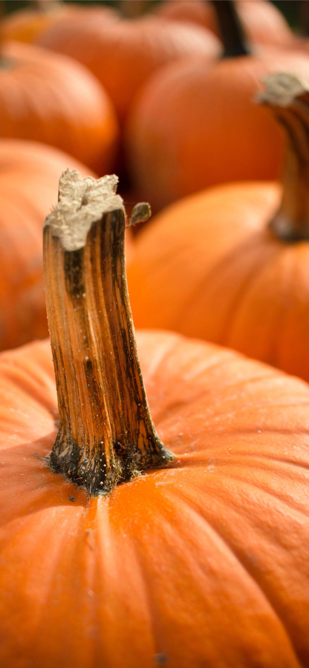 pumpkins, vibrant orange, textured stems, 2K Phone Wallpaper