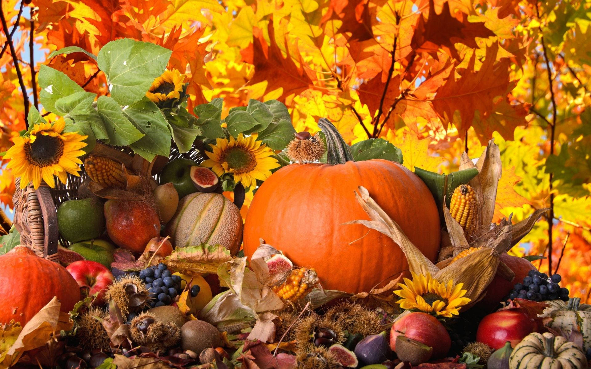 Thanksgiving, pumpkins, sunflowers, Full HD Desktop Wallpaper