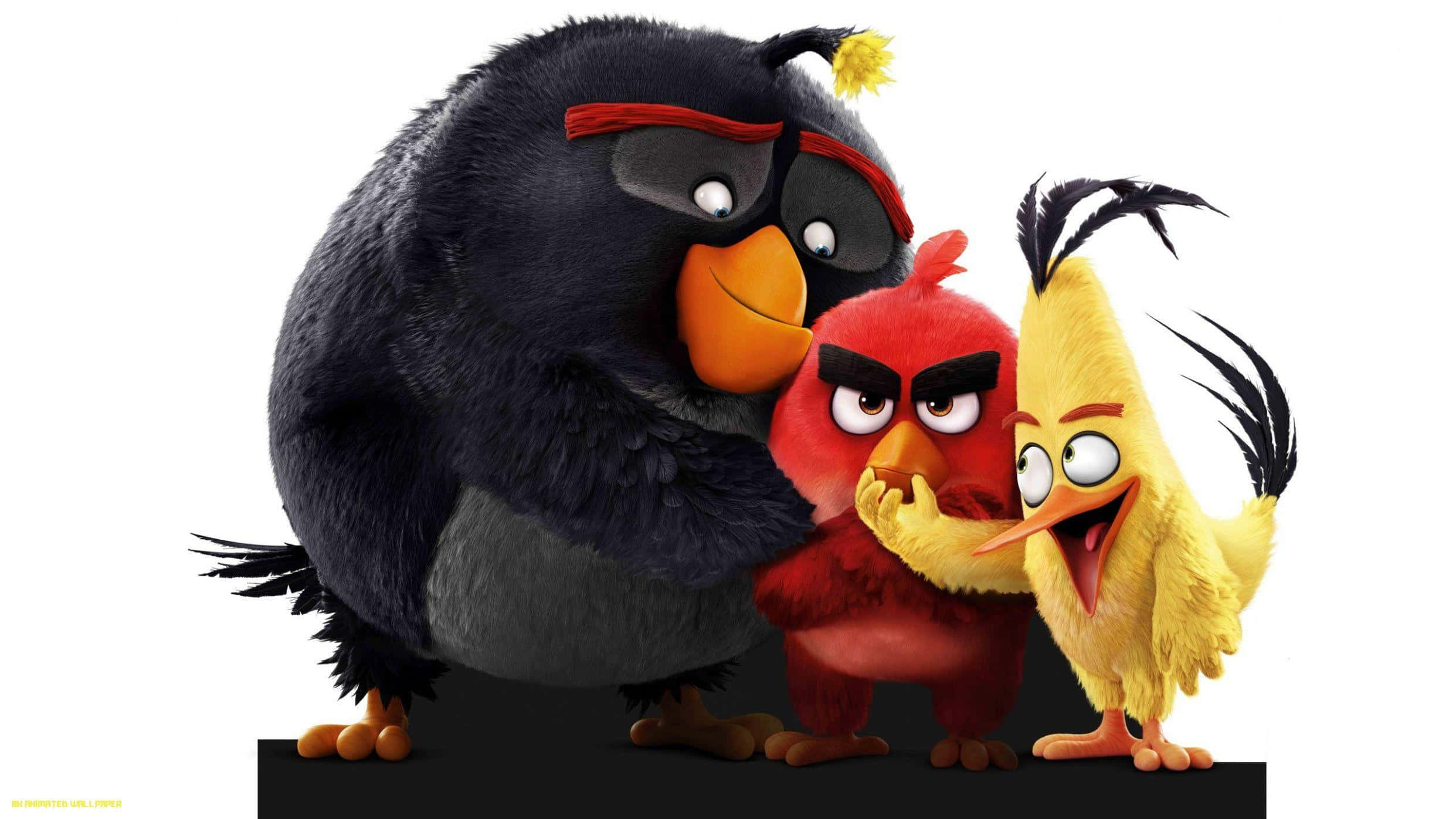 Angry Birds, black bird with red bandana, red bird, Full HD Desktop Wallpaper