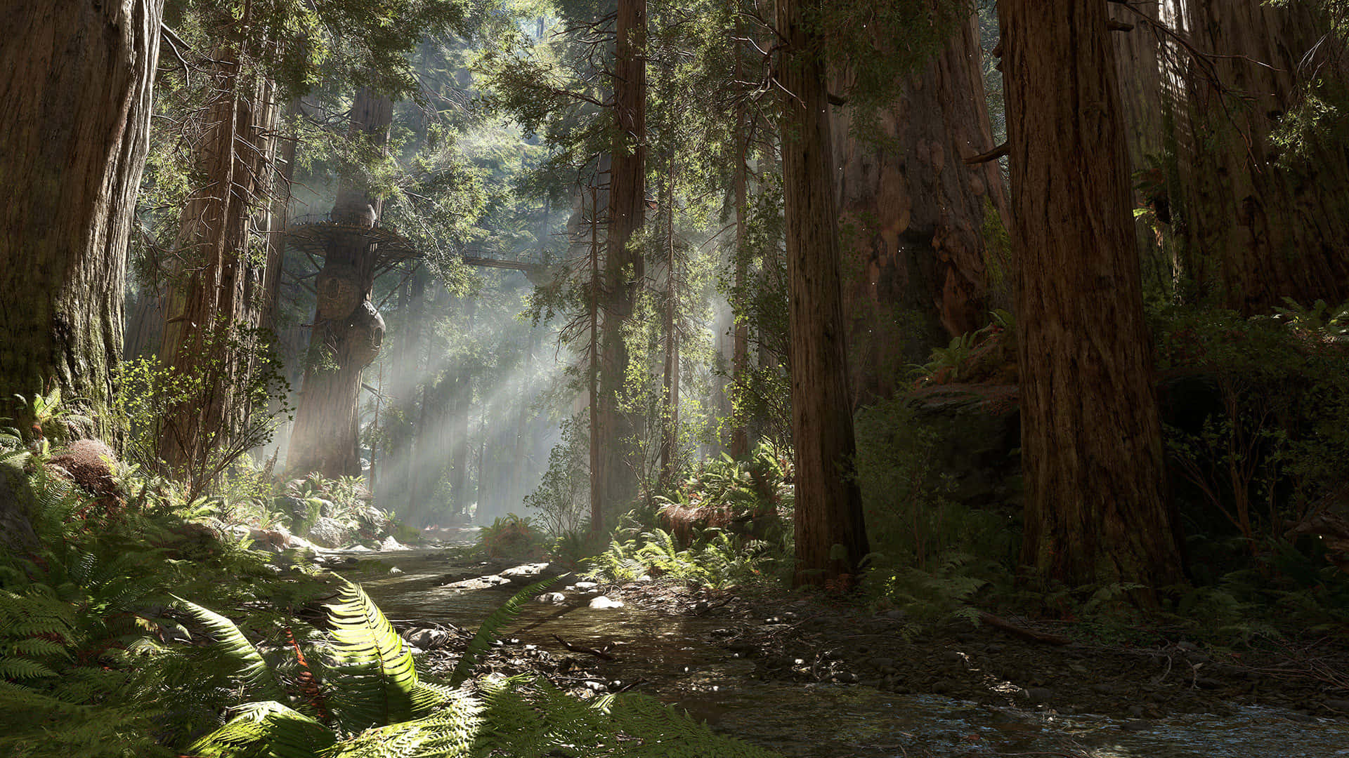 Endor, redwood trees, mossy forest floor, Full HD Desktop Wallpaper