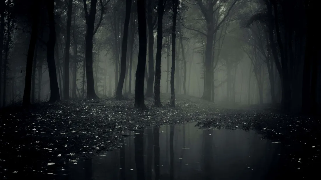 The Forbidden Forest Wallpapers
