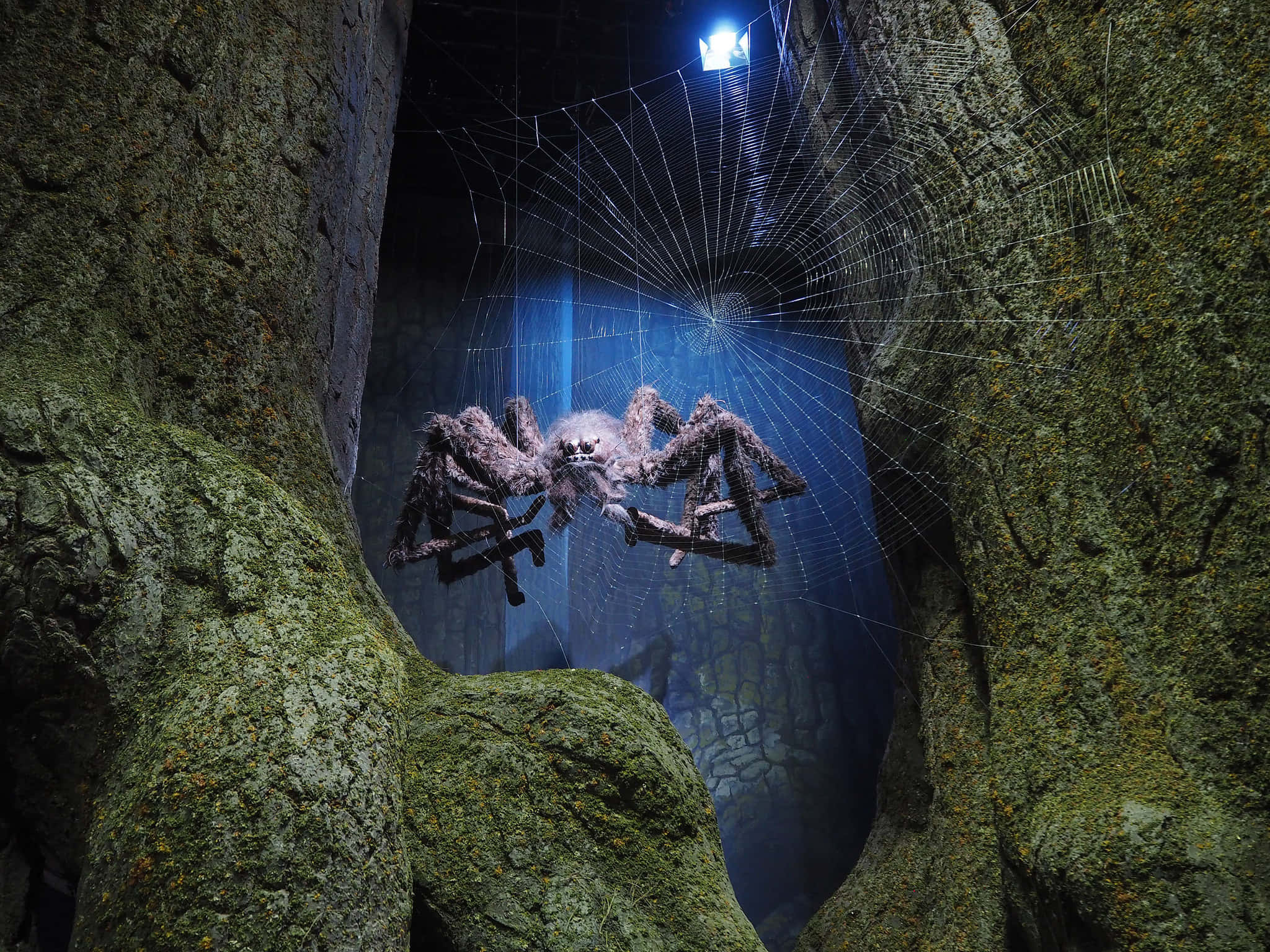 The Forbidden Forest, giant hairy spider, massive web, Full HD Desktop Wallpaper