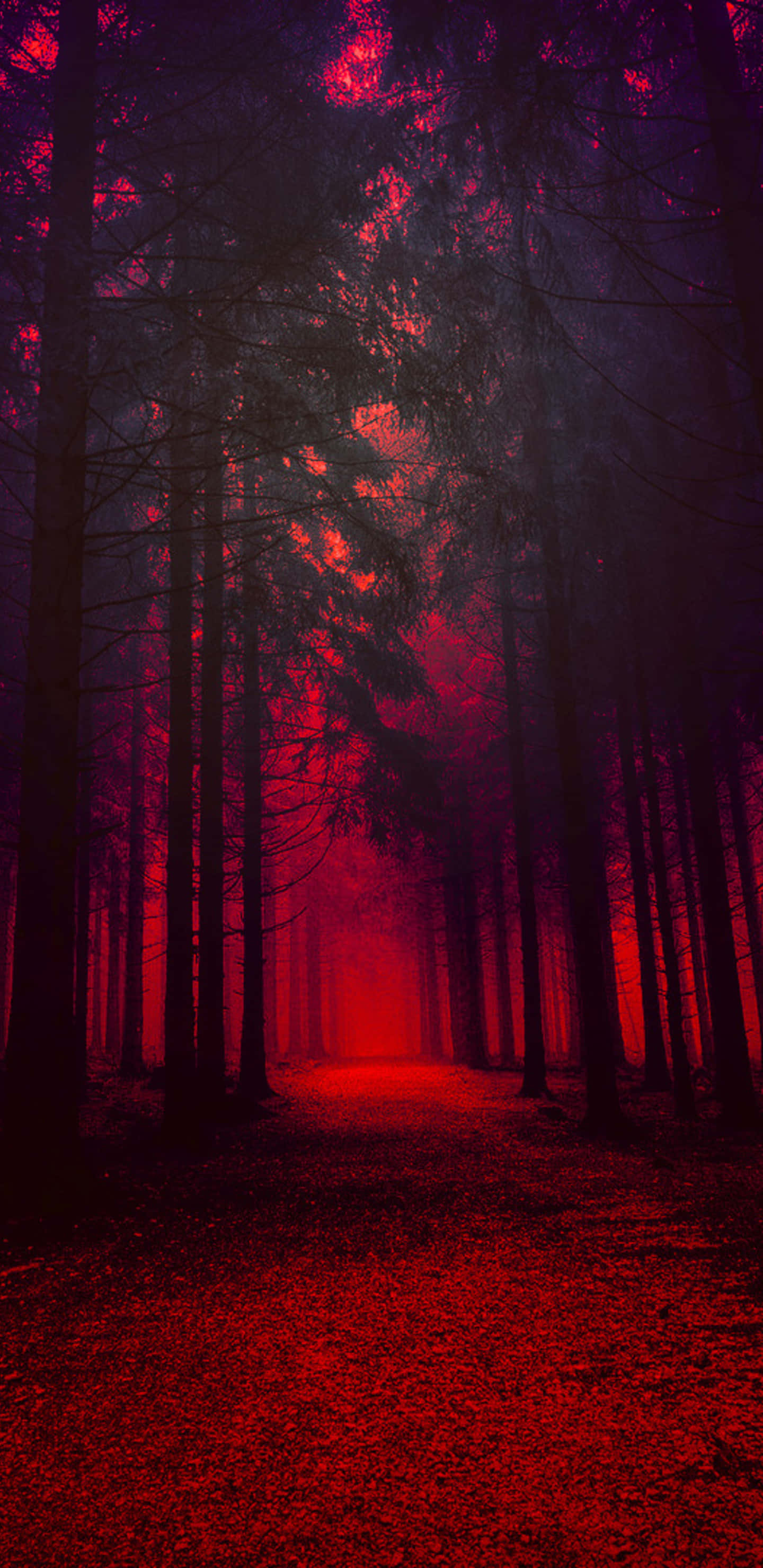 Red Forest, misty forest path, eerie red light, 2K Phone Wallpaper
