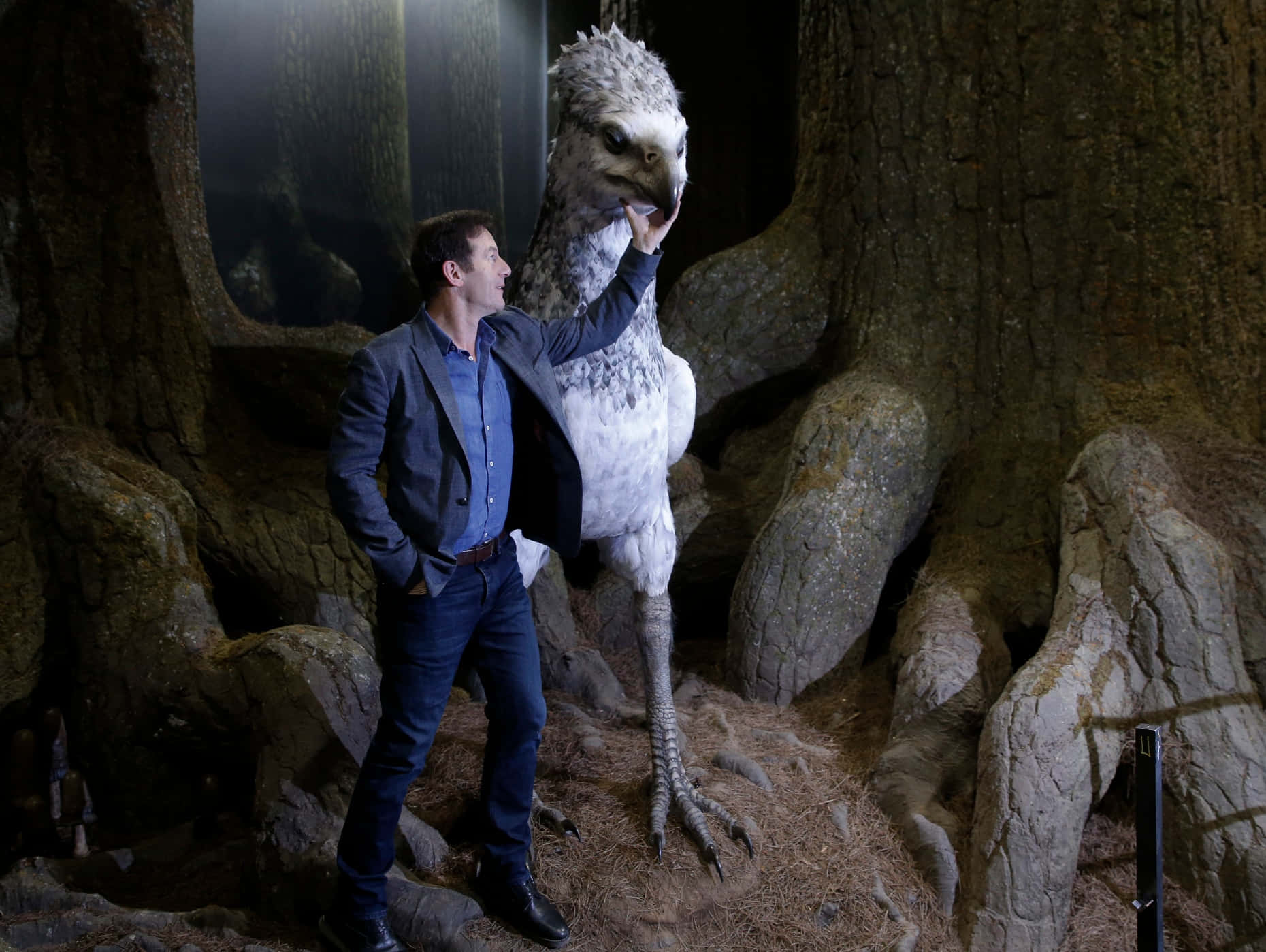 The Forbidden Forest, blazer, large white feathered bird, HD Desktop Wallpaper