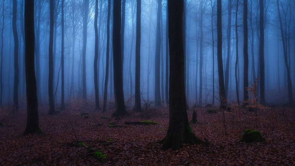mystical forest, misty blue forest, tall bare trees, SD Desktop Wallpaper