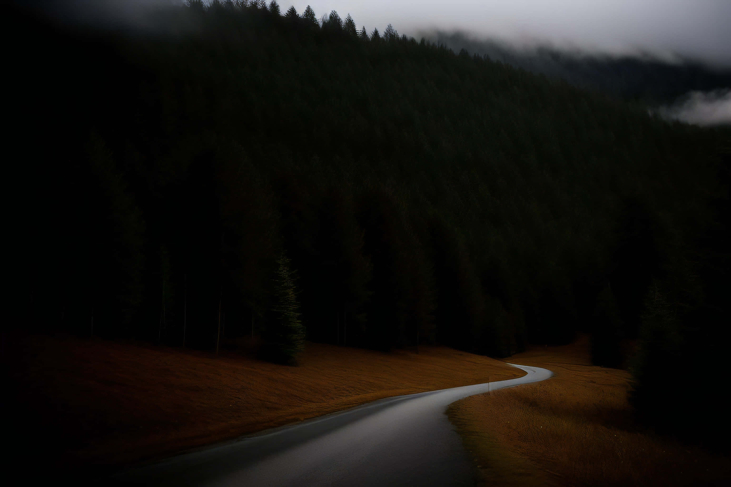 Deep Forest, asphalt road, dark forested hillside, 2K Desktop Wallpaper
