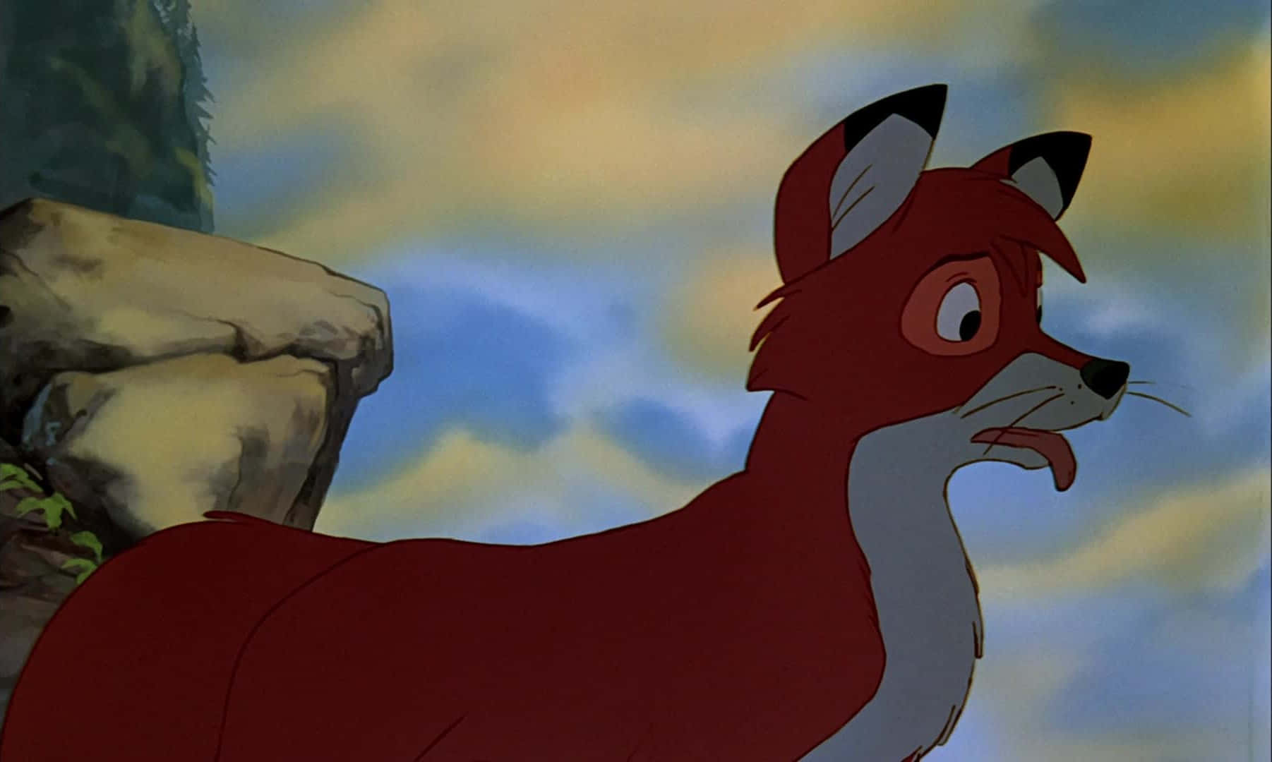 The fox and the hound, red fox, white chest, HD Desktop Wallpaper