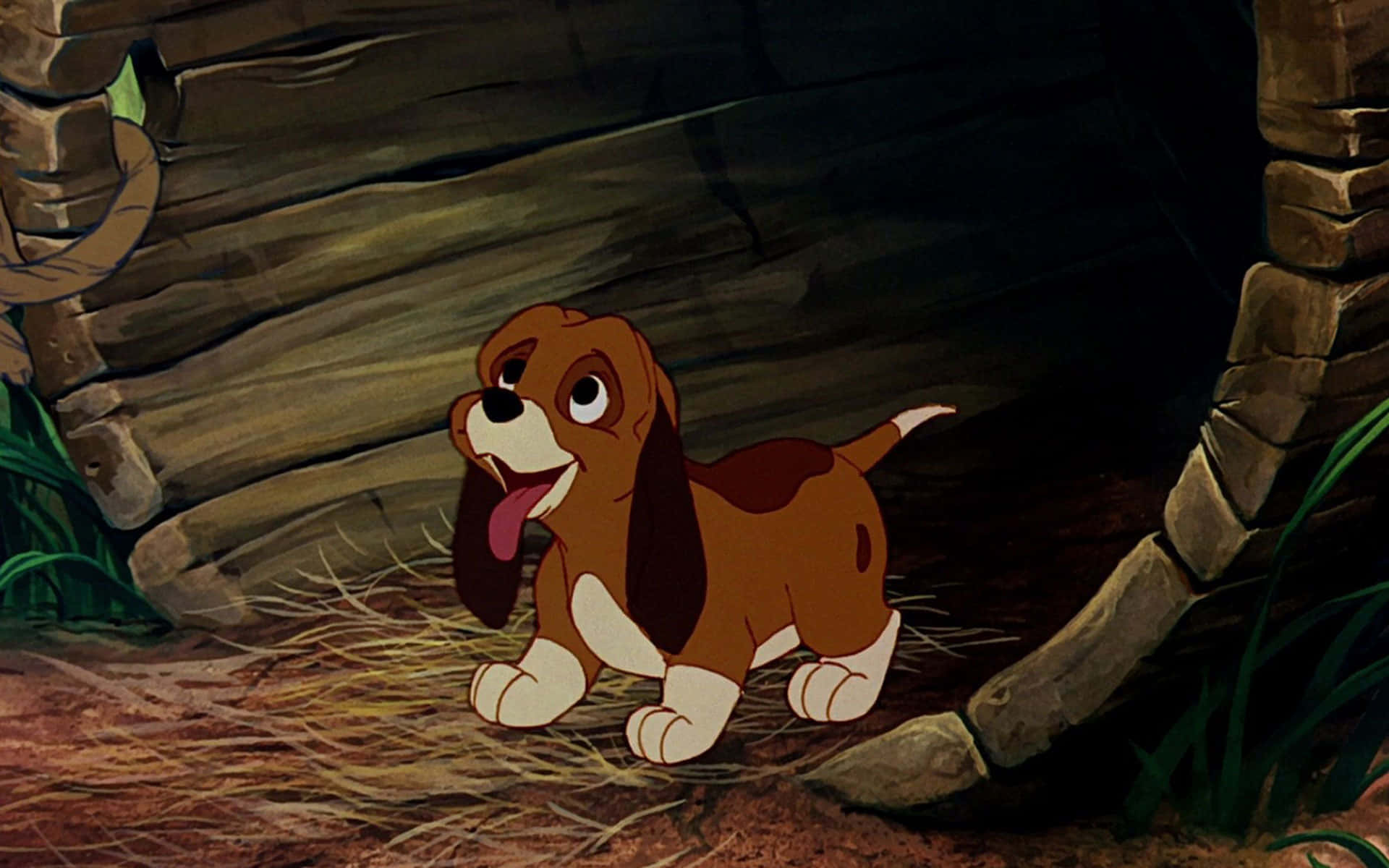 The fox and the hound, basset hound puppy, floppy ears, Full HD Desktop Wallpaper