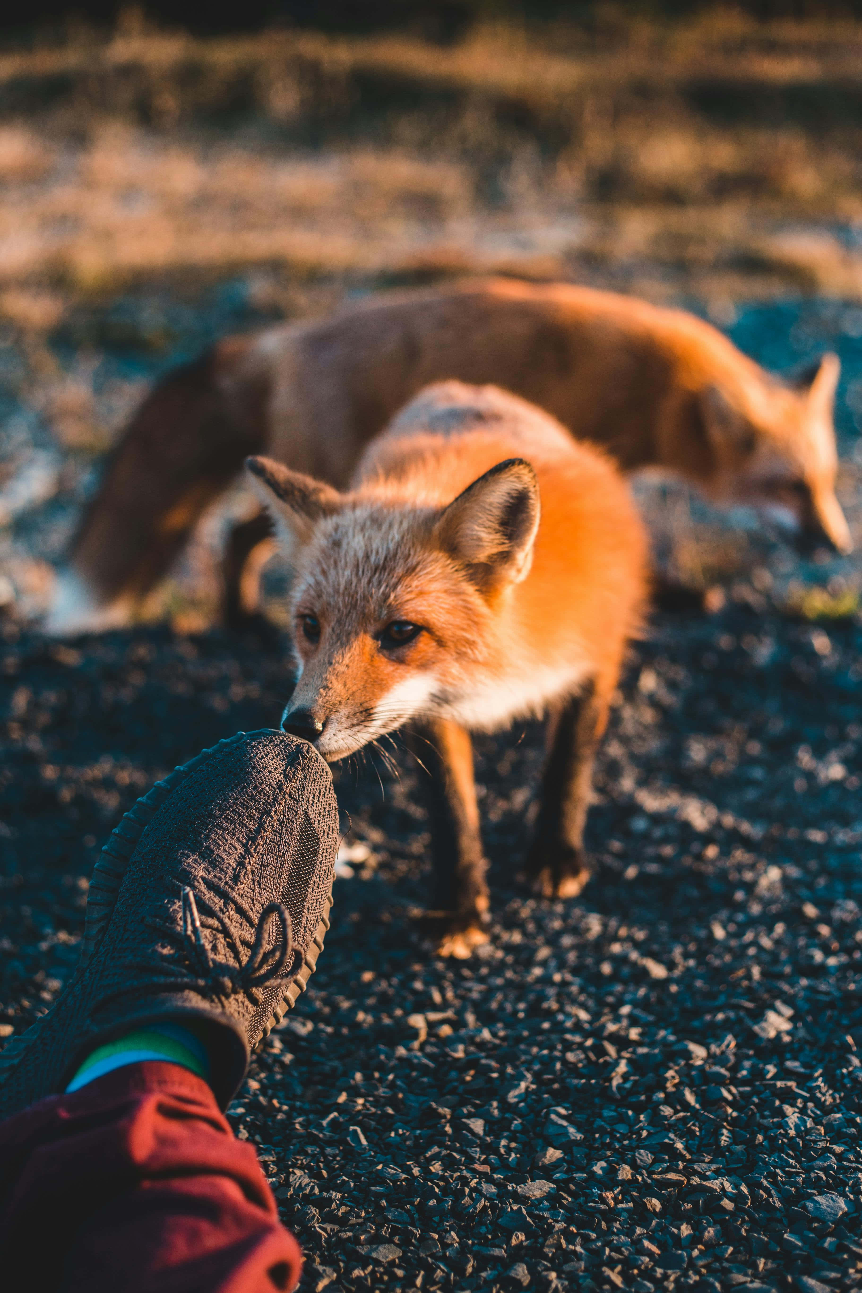 red fox, person's sock, gravel path, 5K Phone Wallpaper